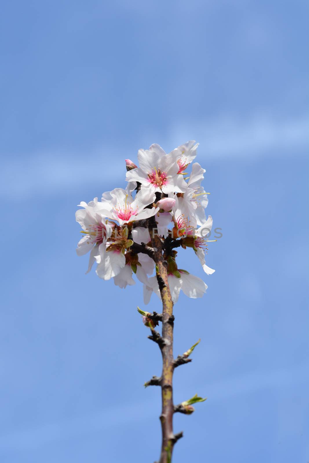 Almond flower - Latin name - Prunus dulcis (syn. Prunus amygdalus)