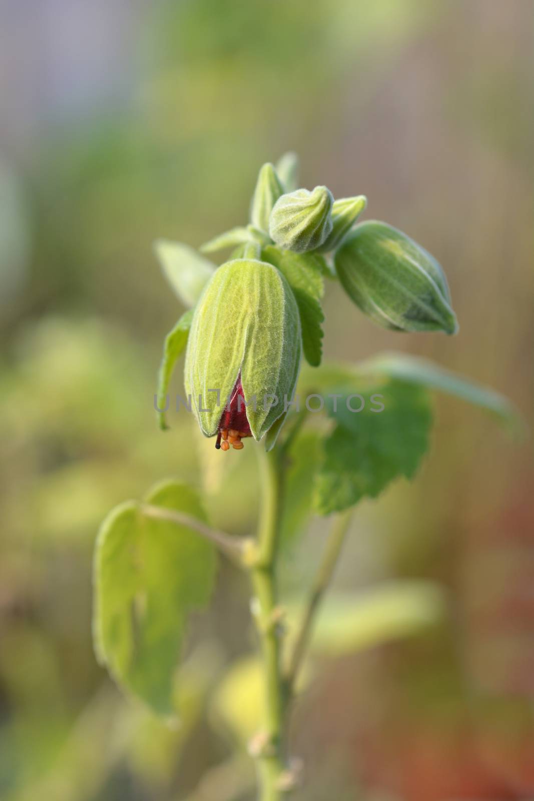 Chinese lantern by nahhan