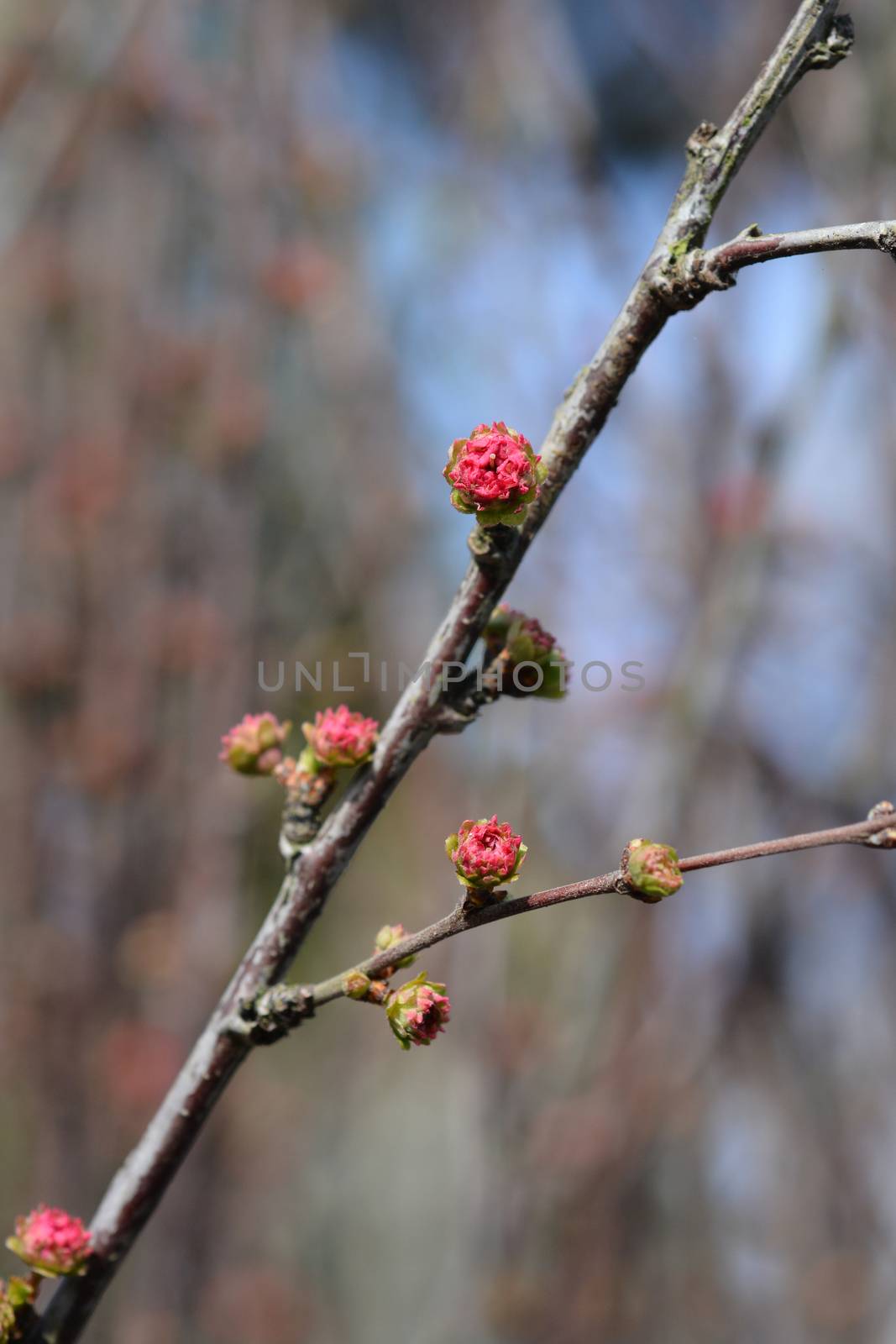 Rose of China - Latin name - Prunus triloba