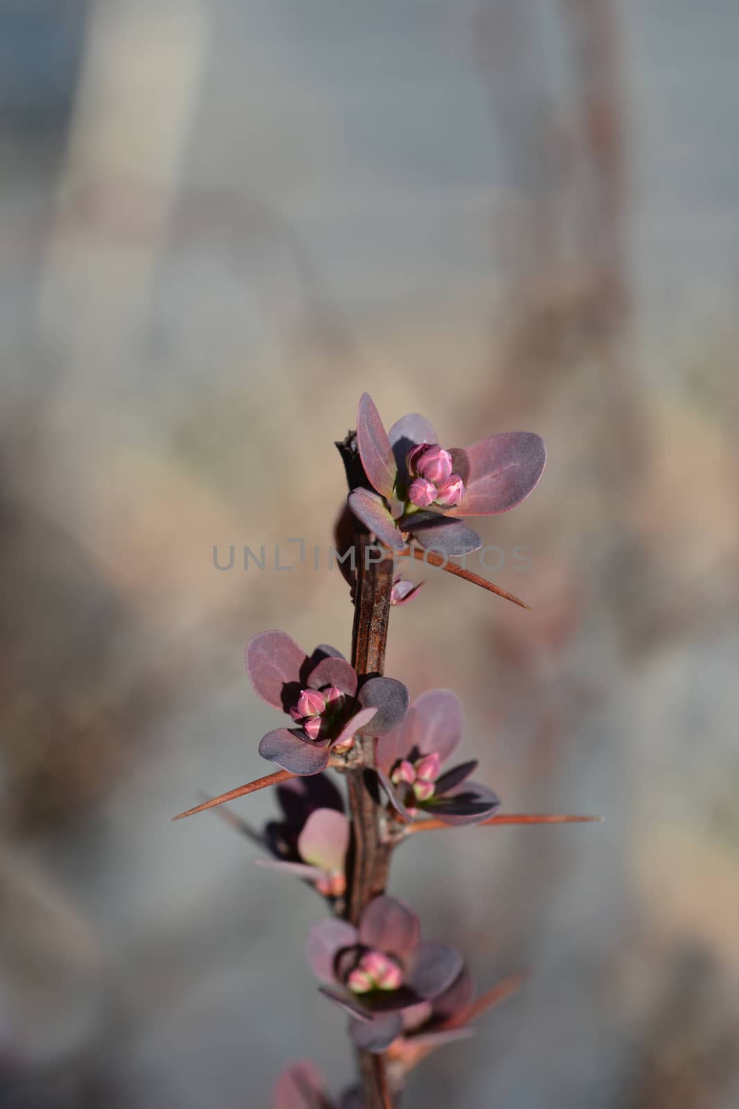 Japanese barberry Red Rocket - Latin name - Berberis thunbergii Red Rocket