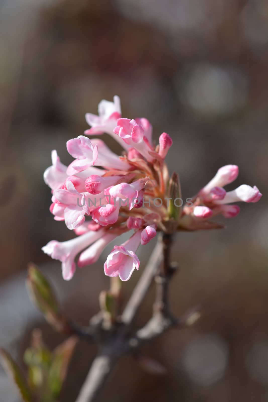 Arrowwood Charles Lamont - Latin name - Viburnum x bodnantense Charles Lamont