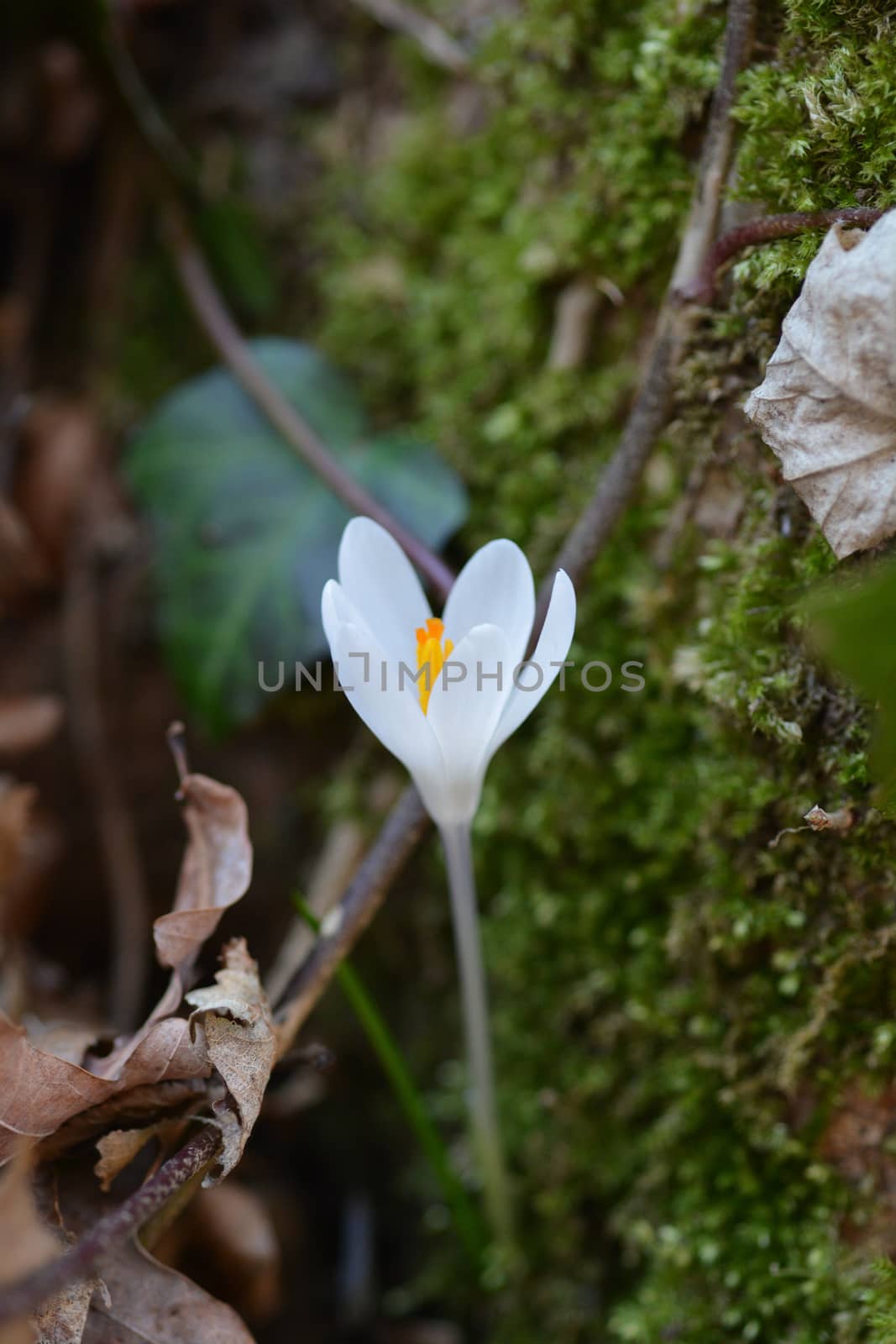 White spring crocus by nahhan