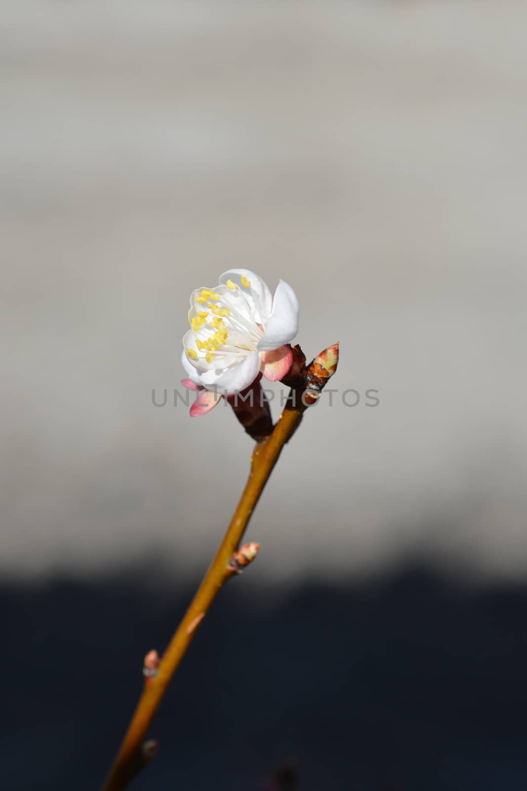 Apricot tree flower - Latin name - Prunus armeniaca