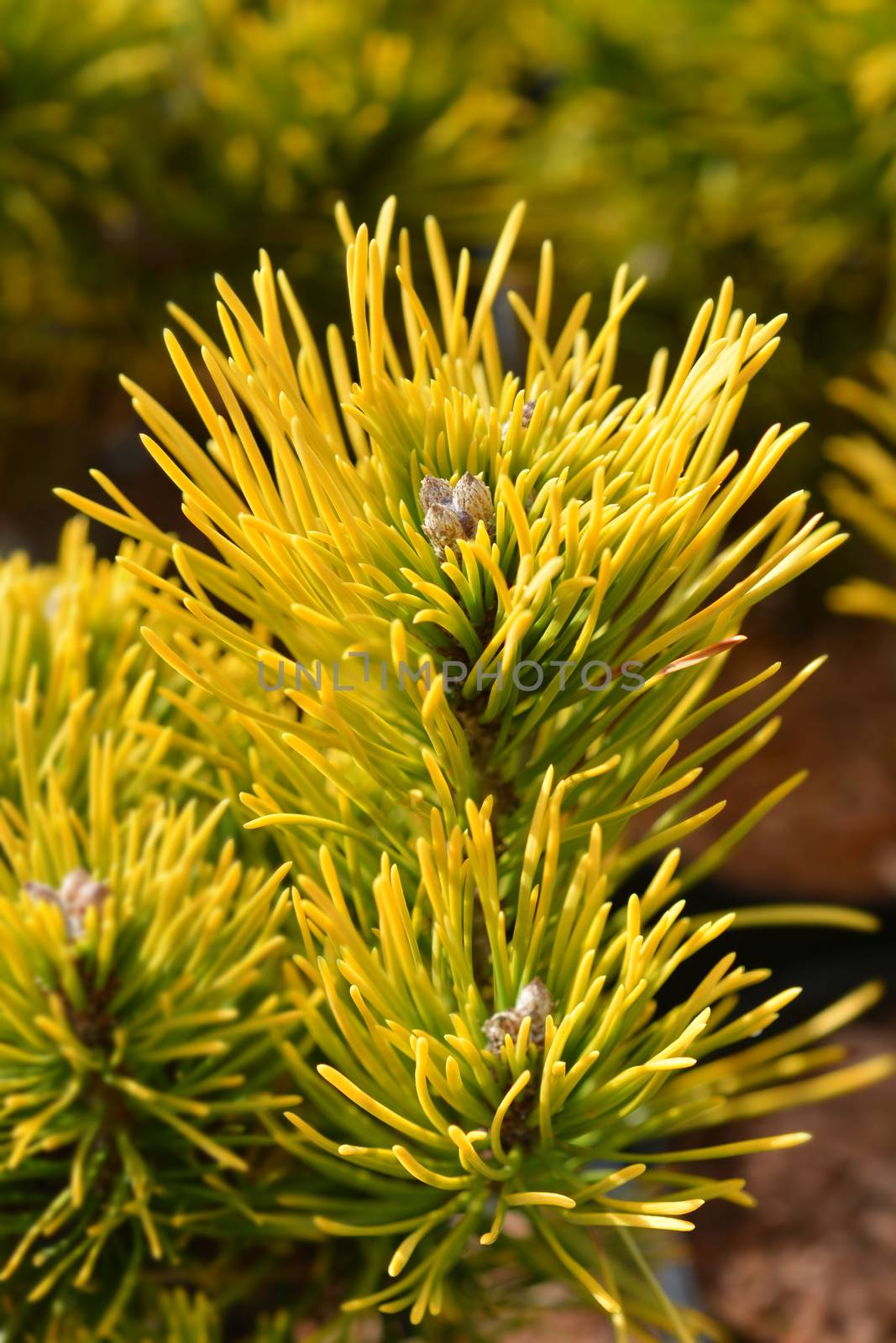 Dwarf mountain pine Winter Gold by nahhan