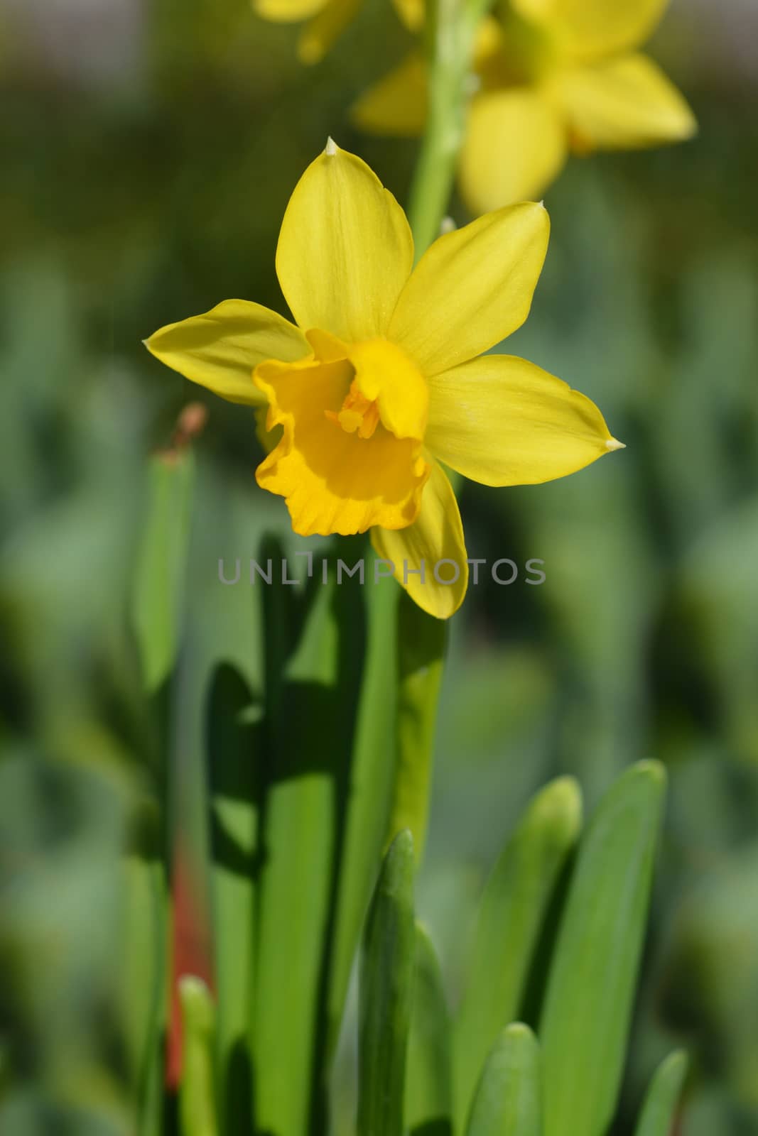 Daffodil Tete a Tete - Latin name - Narcissus cyclamineus Tete a Tete