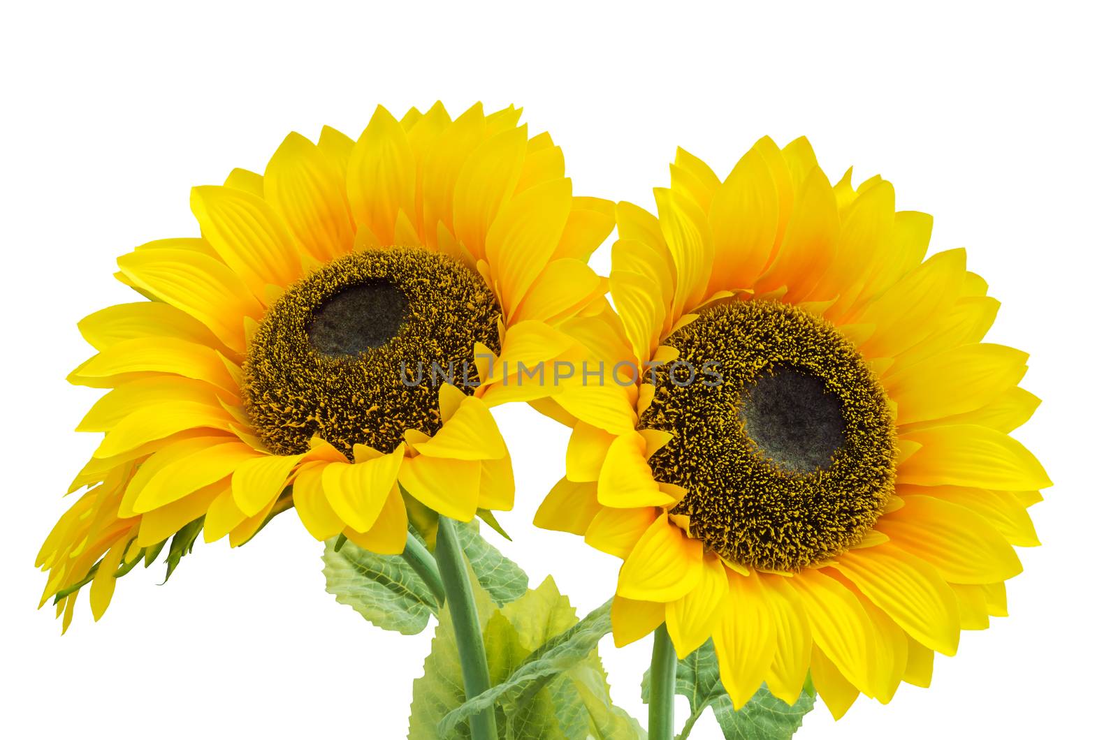 Two sunflower by myyayko