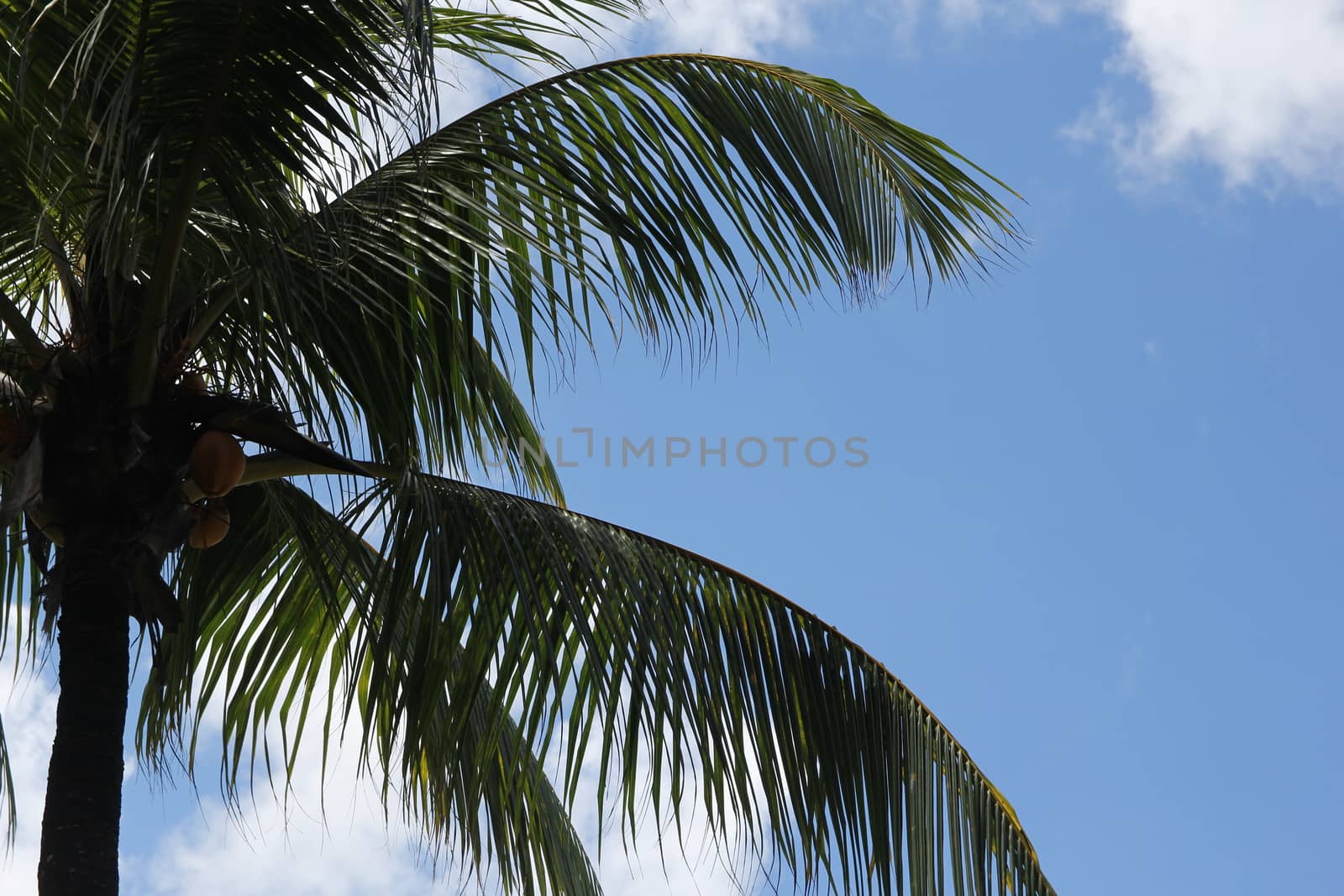 black silhouettes of tropical palm trees against a blue sky