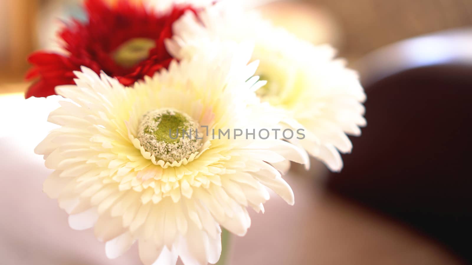 Gerbera flower isolated in soft focus. Sunny blurred background