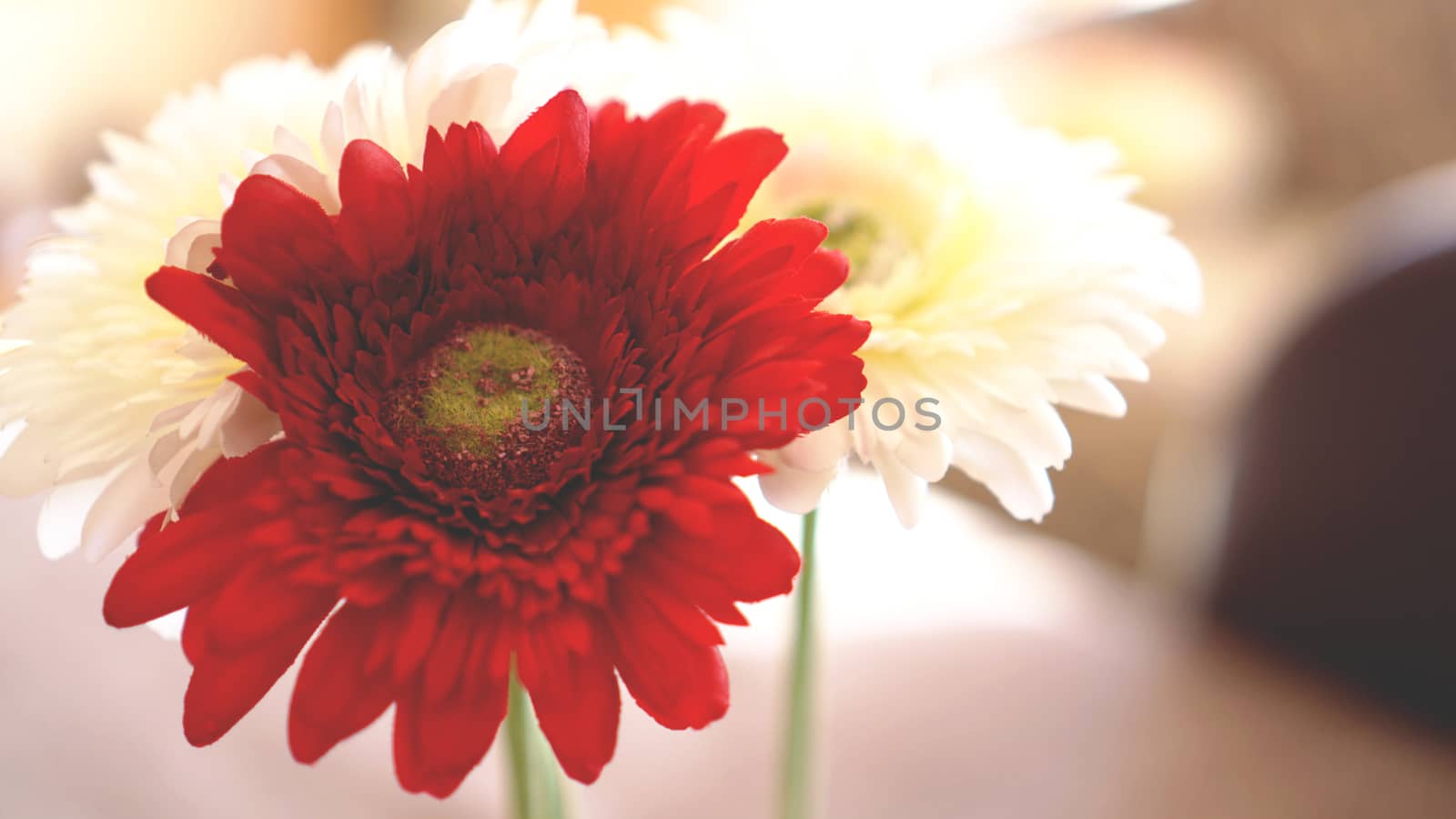 Gerbera flower isolated with Sunny blurred background by natali_brill