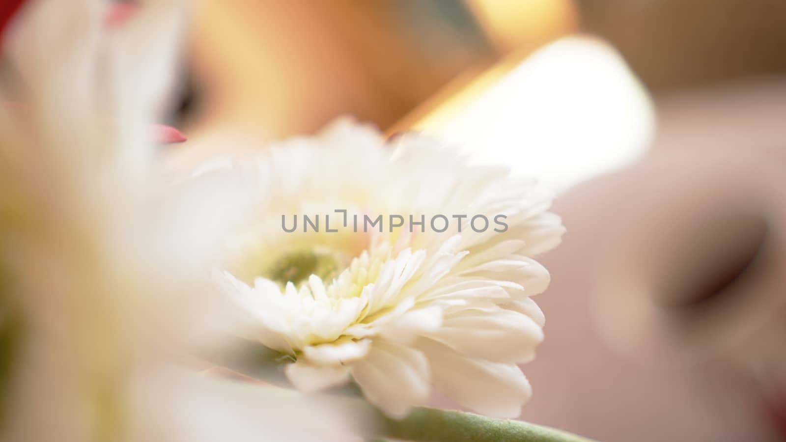 Gerbera flower isolated in soft focus. Sunny blurred background