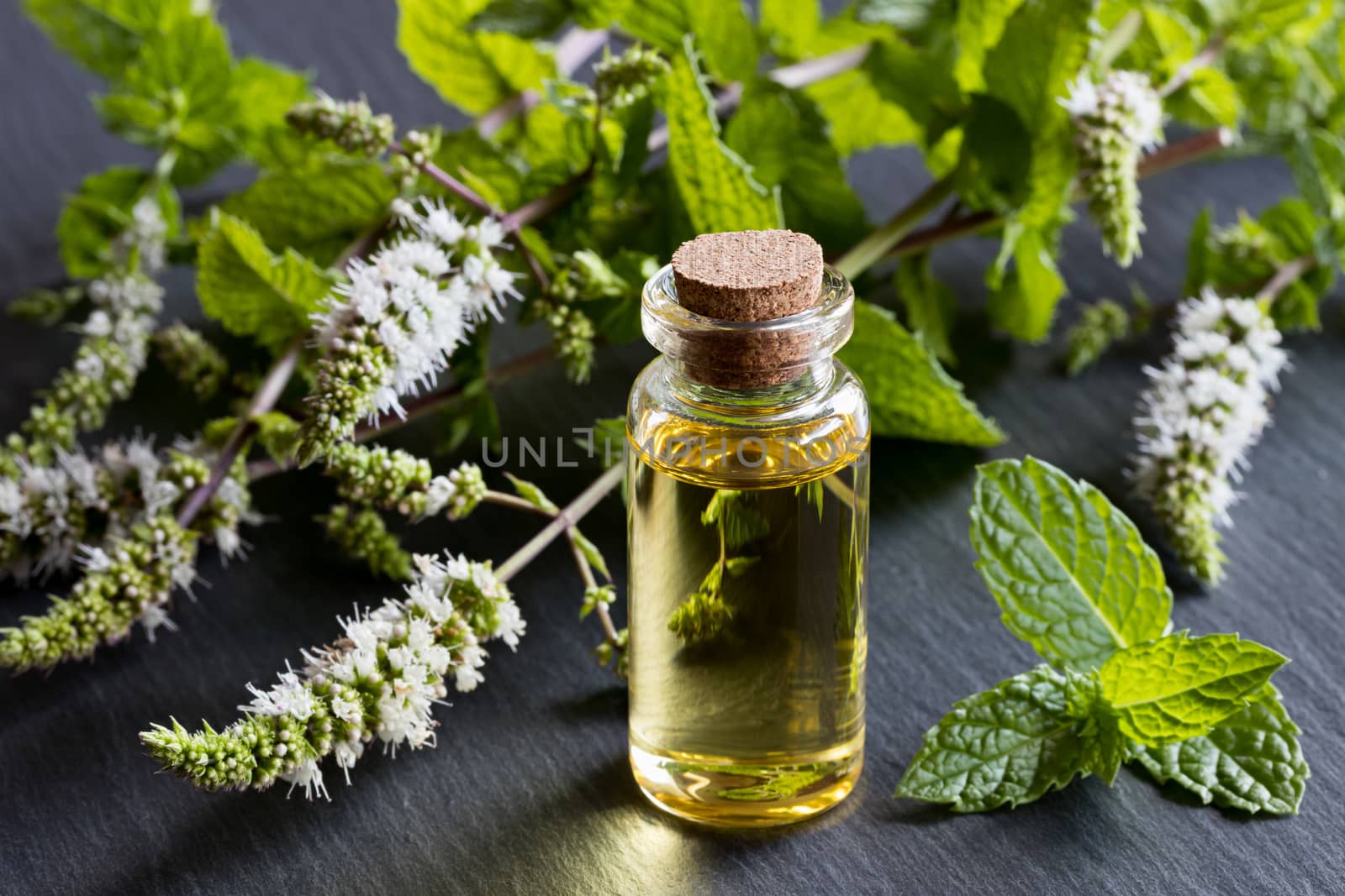 A bottle of peppermint essential oil with blooming peppermint tw by madeleine_steinbach