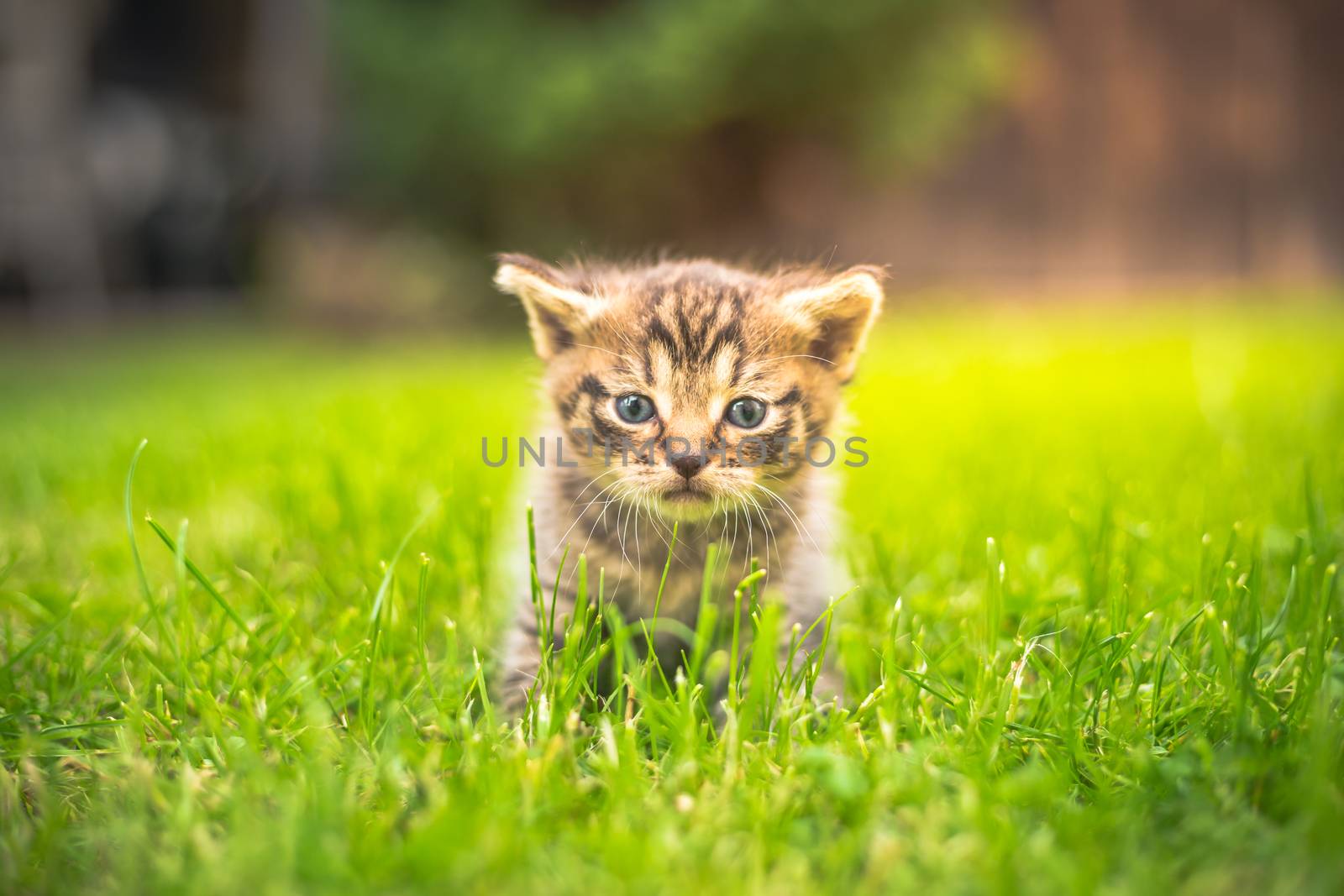 Cute Kitten in the garden in the grass by petrsvoboda91