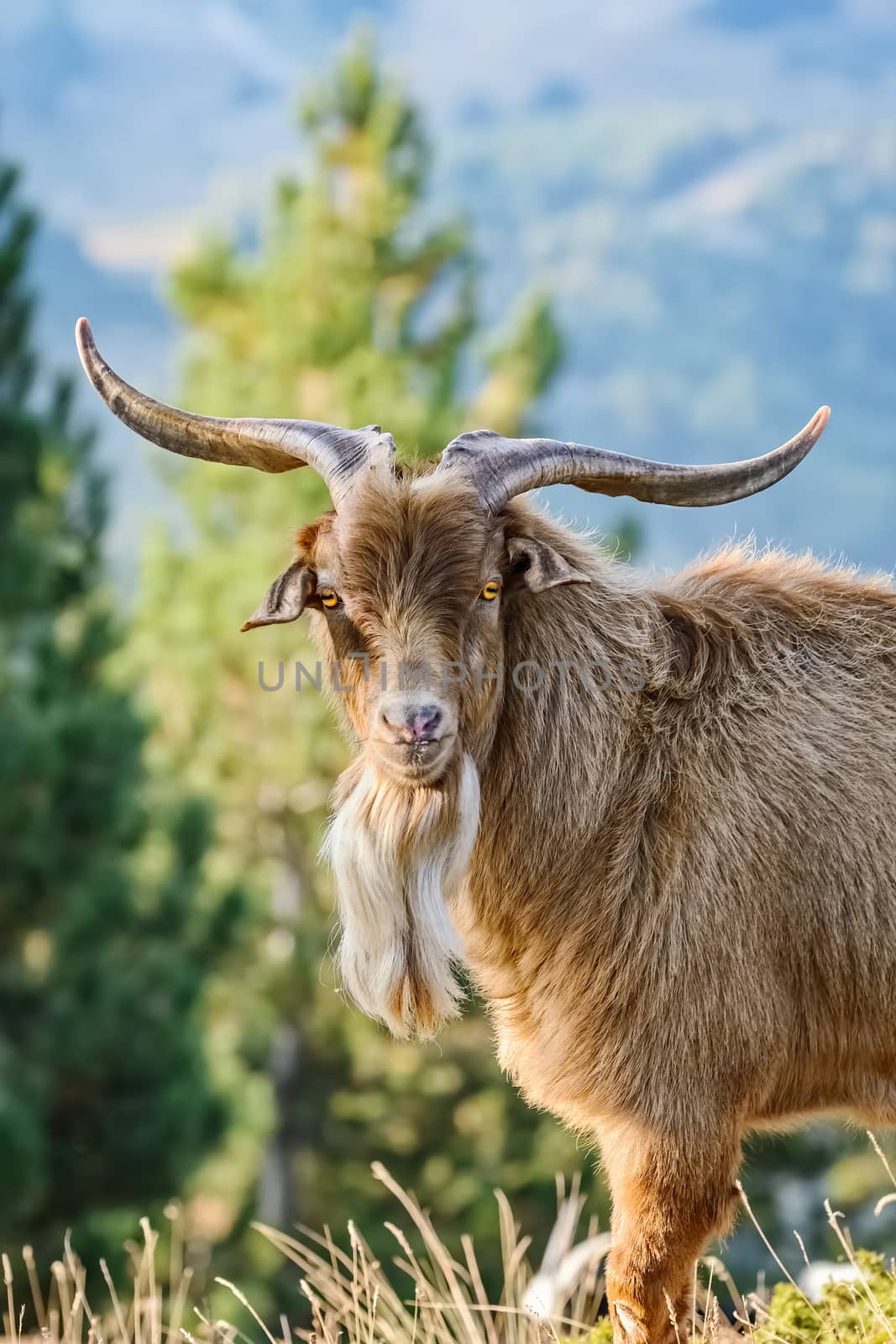 Portrait of Domestic Goat with Horns (Capra Aegagrus Hircus)