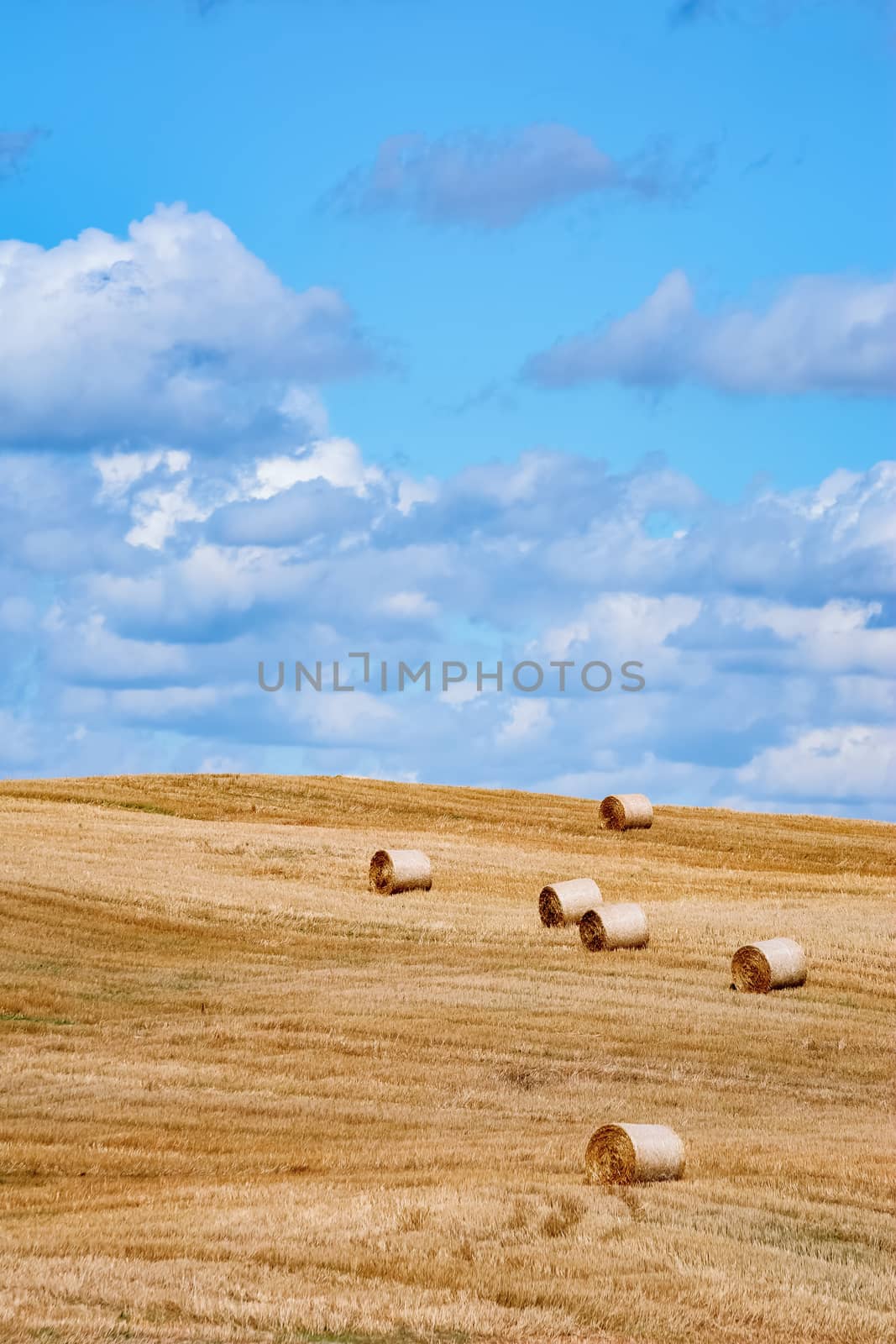 Lot of Haystacks on the Field in Lithuania