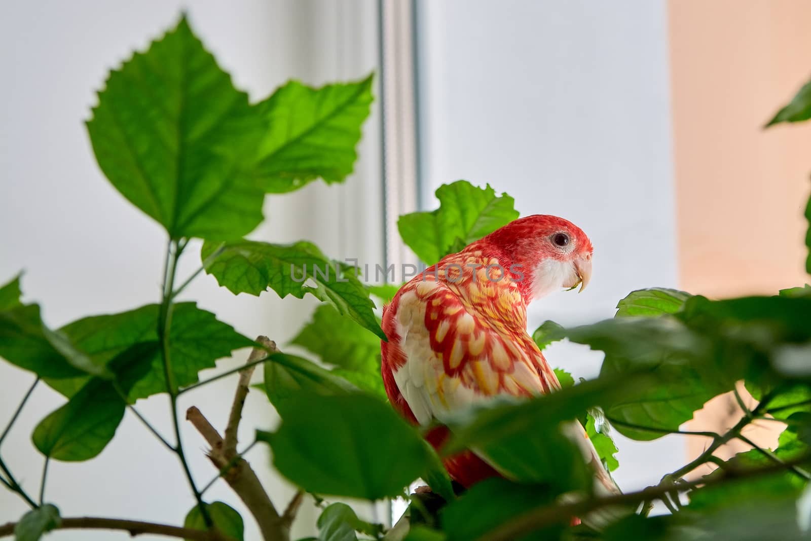 Rosella parrot color ruby sitting on a branch of a Chinese rose. Indoor photoshooting with daylight.