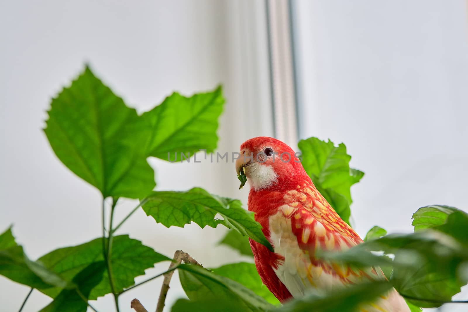 Rosella parrot color ruby sitting on a branch of a Chinese rose. Indoor photoshooting with daylight.