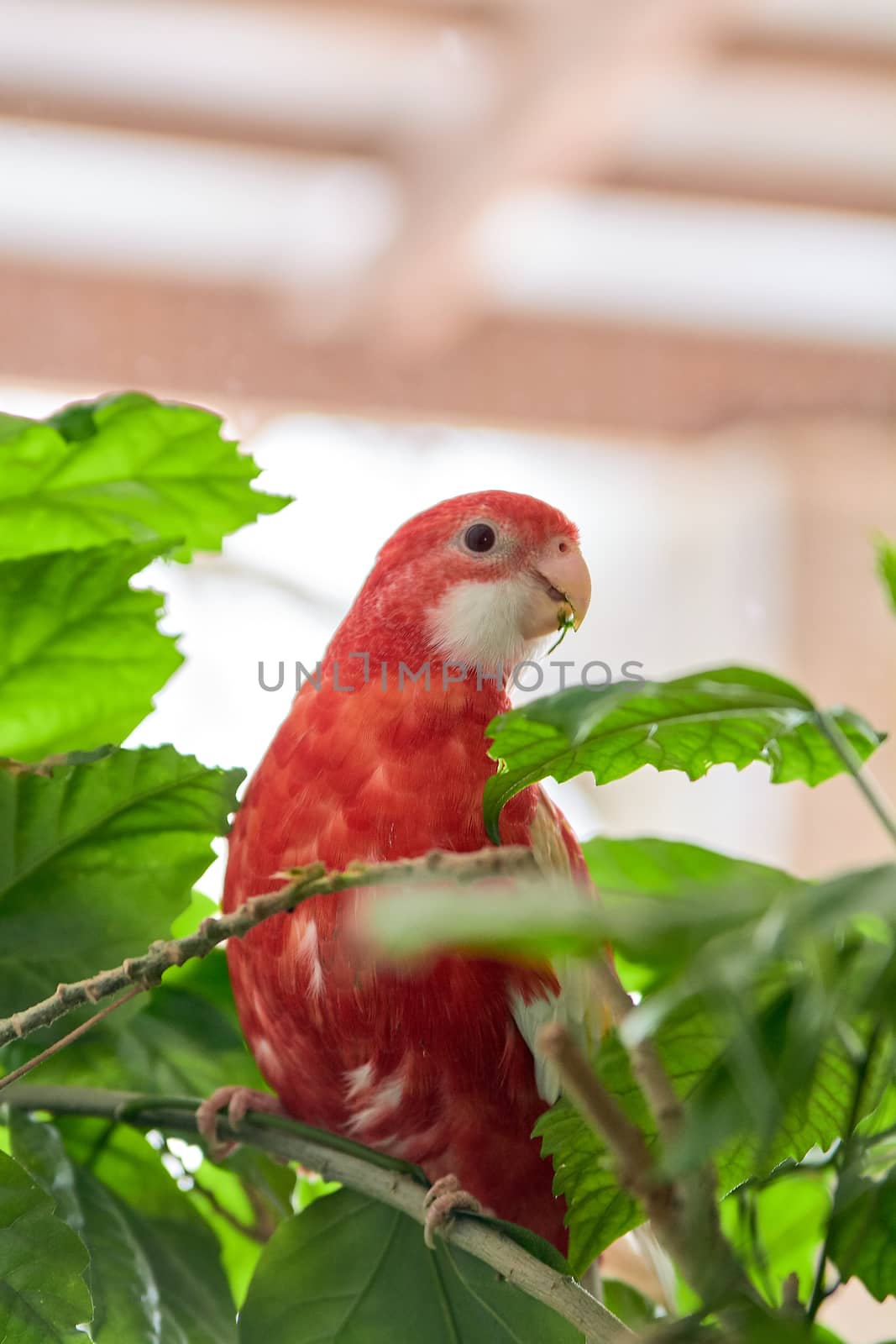 Rosella parrot color ruby sitting on a branch of a Chinese rose. by nixrenas
