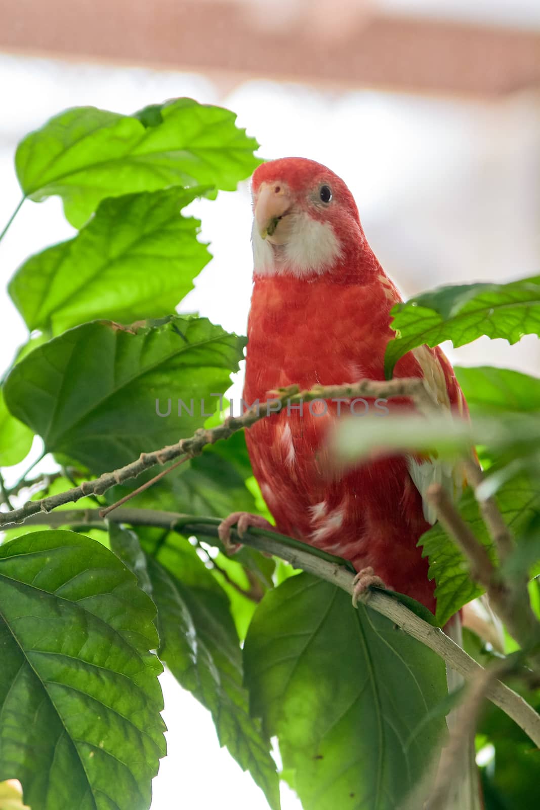 Rosella parrot color ruby sitting on a branch of a Chinese rose. by nixrenas