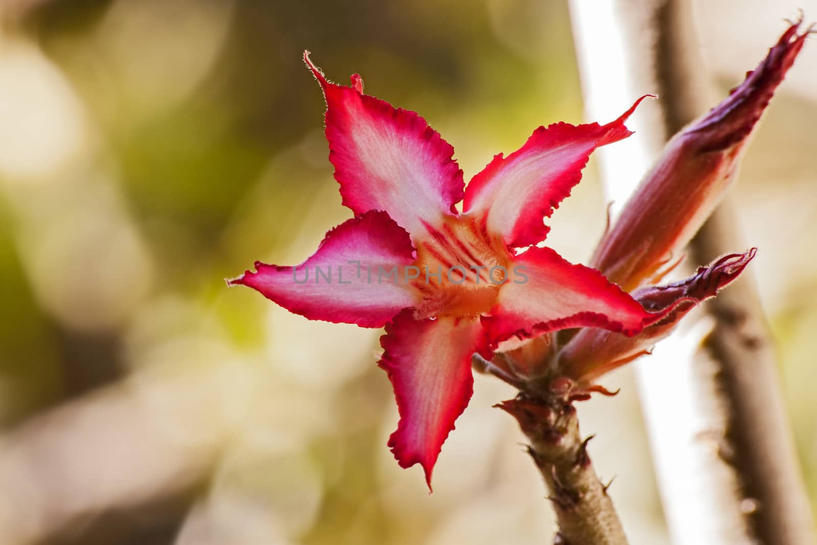 The Impala Lily (Adenium multiflorum) is a deciduous succulent shrub or small tree,  the shape resembling a miniature baobab. The flowers are borne in terminal inflorescences, each flower 50-70 mm in diameter. They vary greatly in colour, usually with pointed white lobes, crinkly red margins and red stripes in the throat. (http://pza.sanbi.org/adenium-multiflorum)