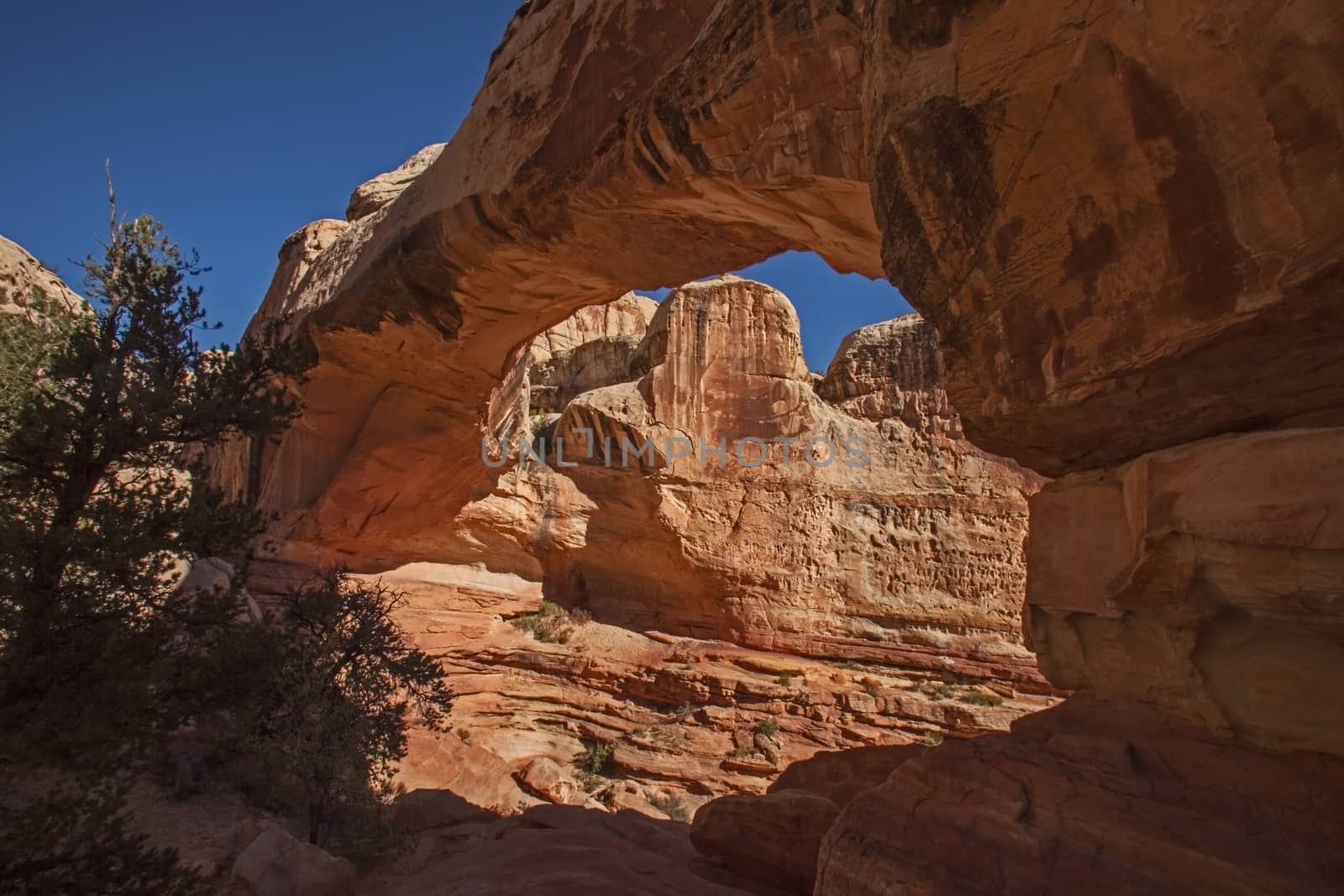 The Hickman's Natural Bridge in Capitol Reef National Park. Utah. USA