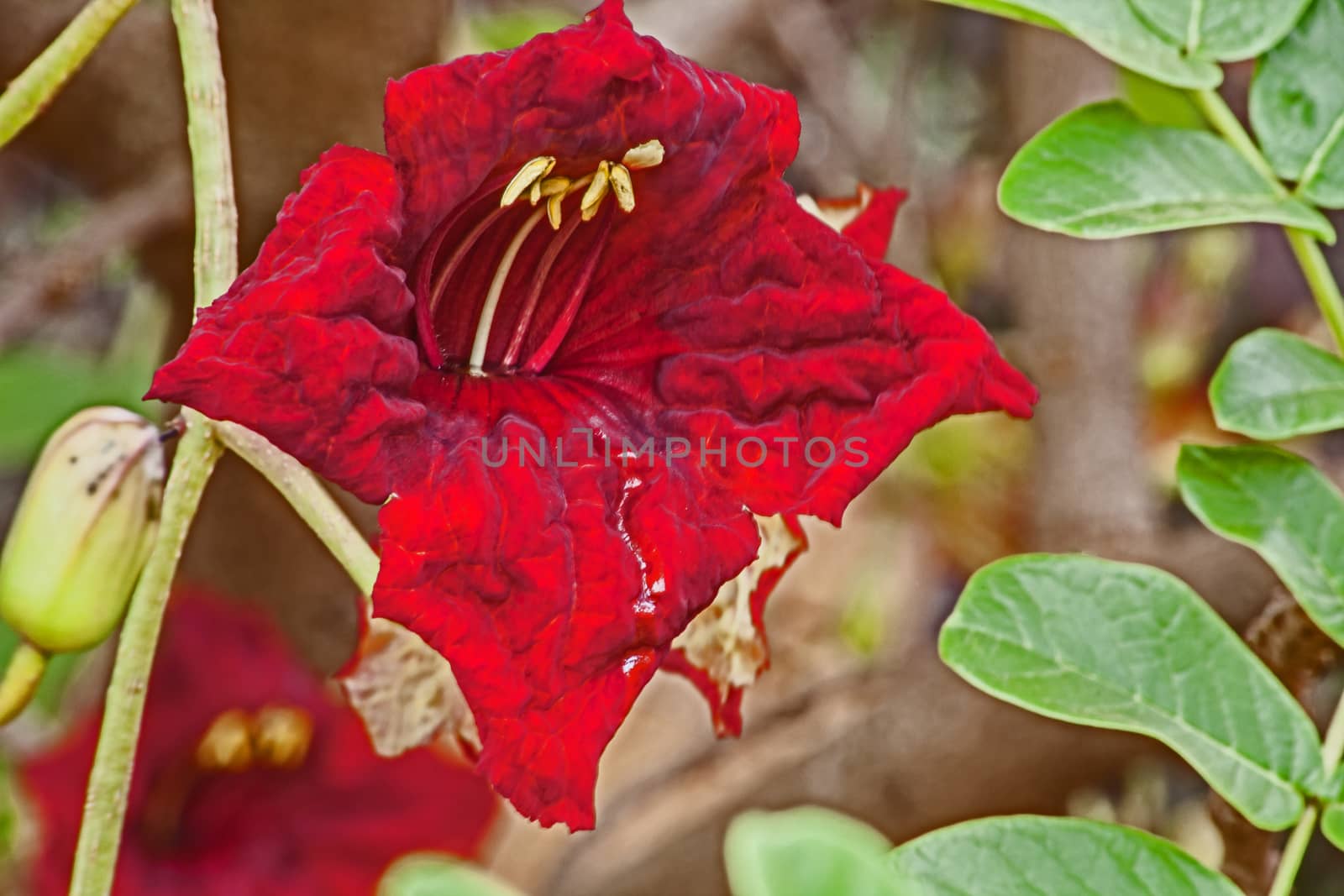 The blood-red flower of the Sausage Tree (Kigelia africana). The trees are endemic to Africa and occur naturally in most of  Sub-Sahara Africa.