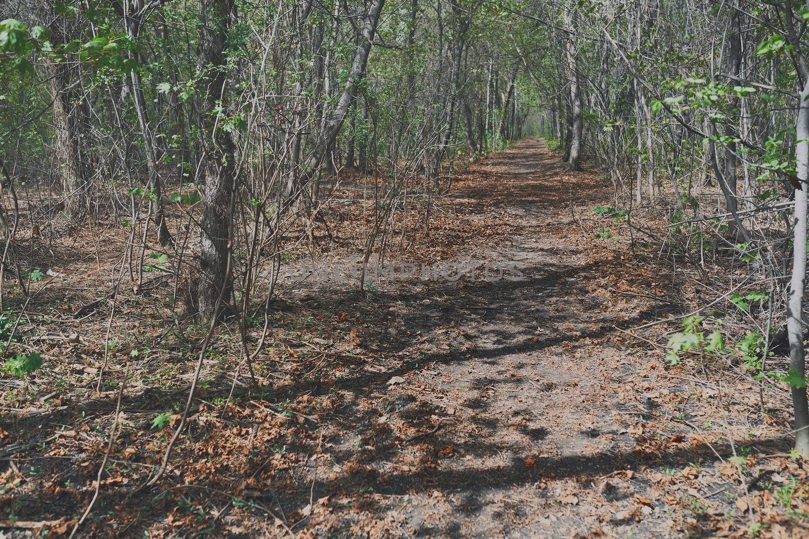 Pathway amidst Trees In Forest by Novic