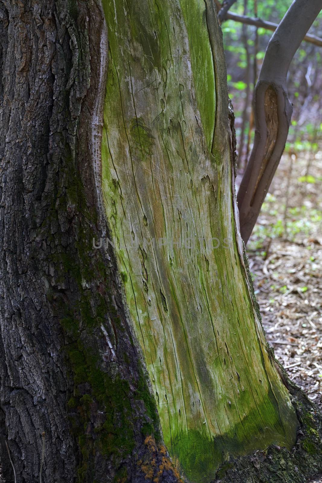 Close-up view on the tree with damaged bark by Novic