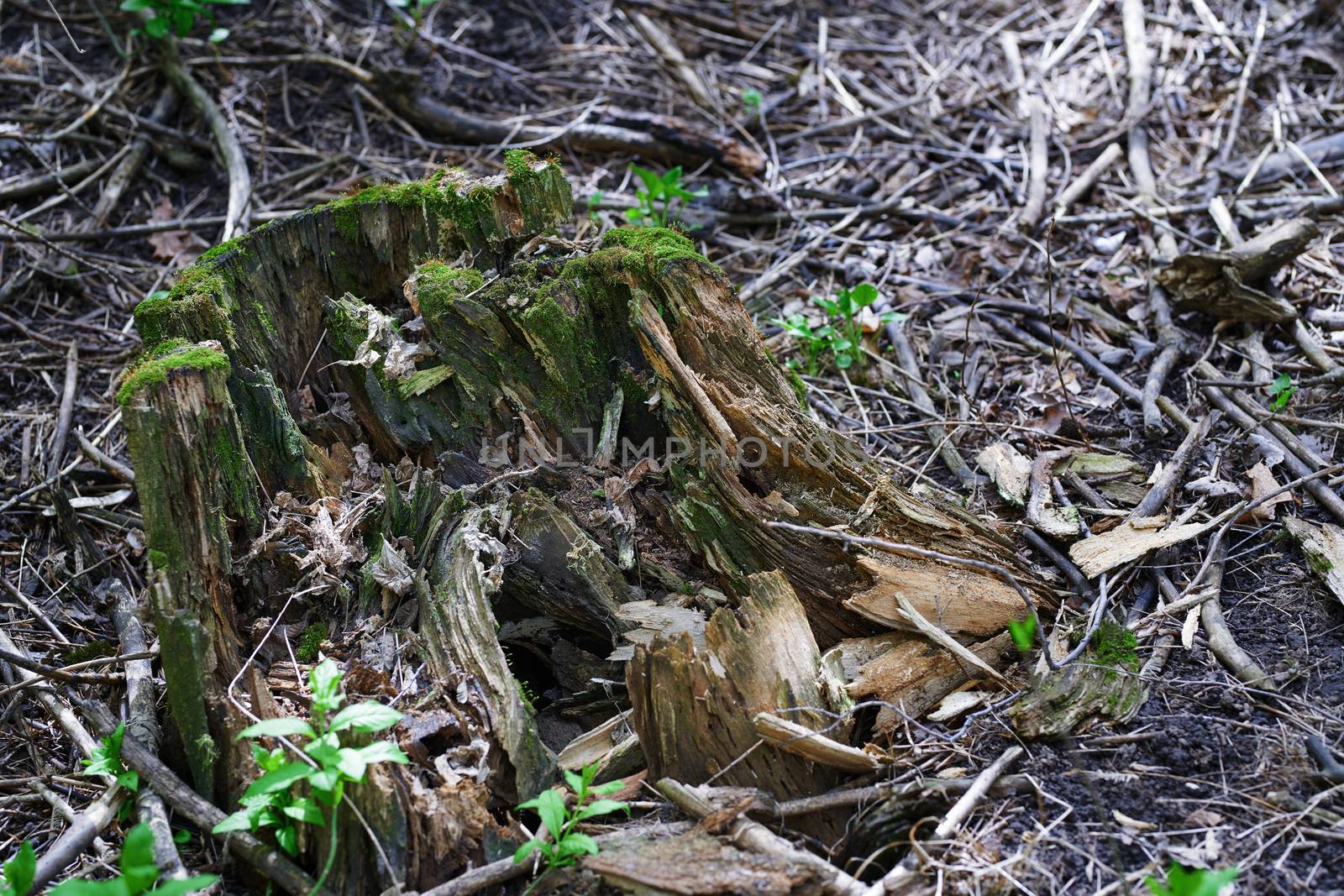 Close-up view on the tree stump with green moss by Novic