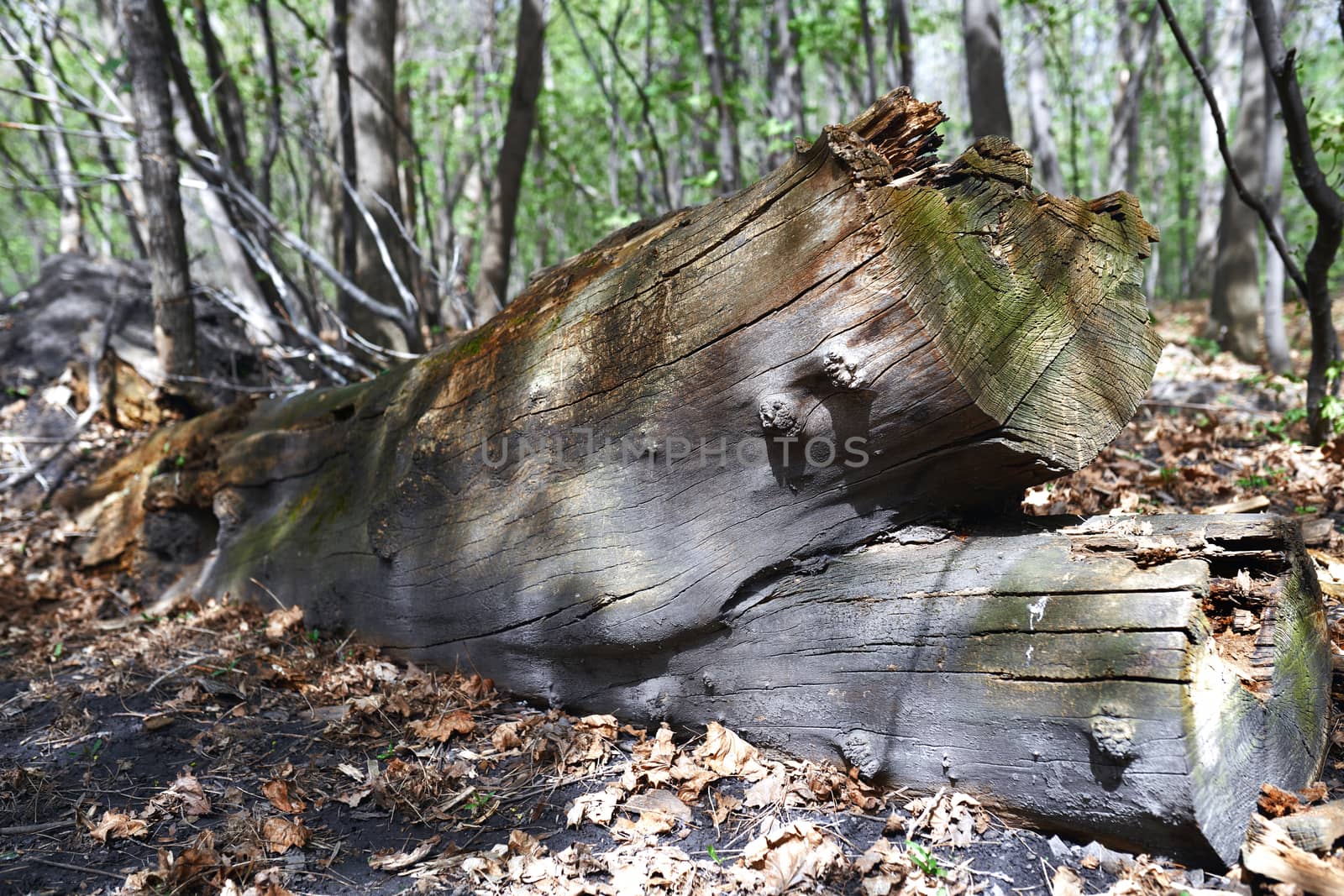 Dead fallen tree trunk in the forest by Novic