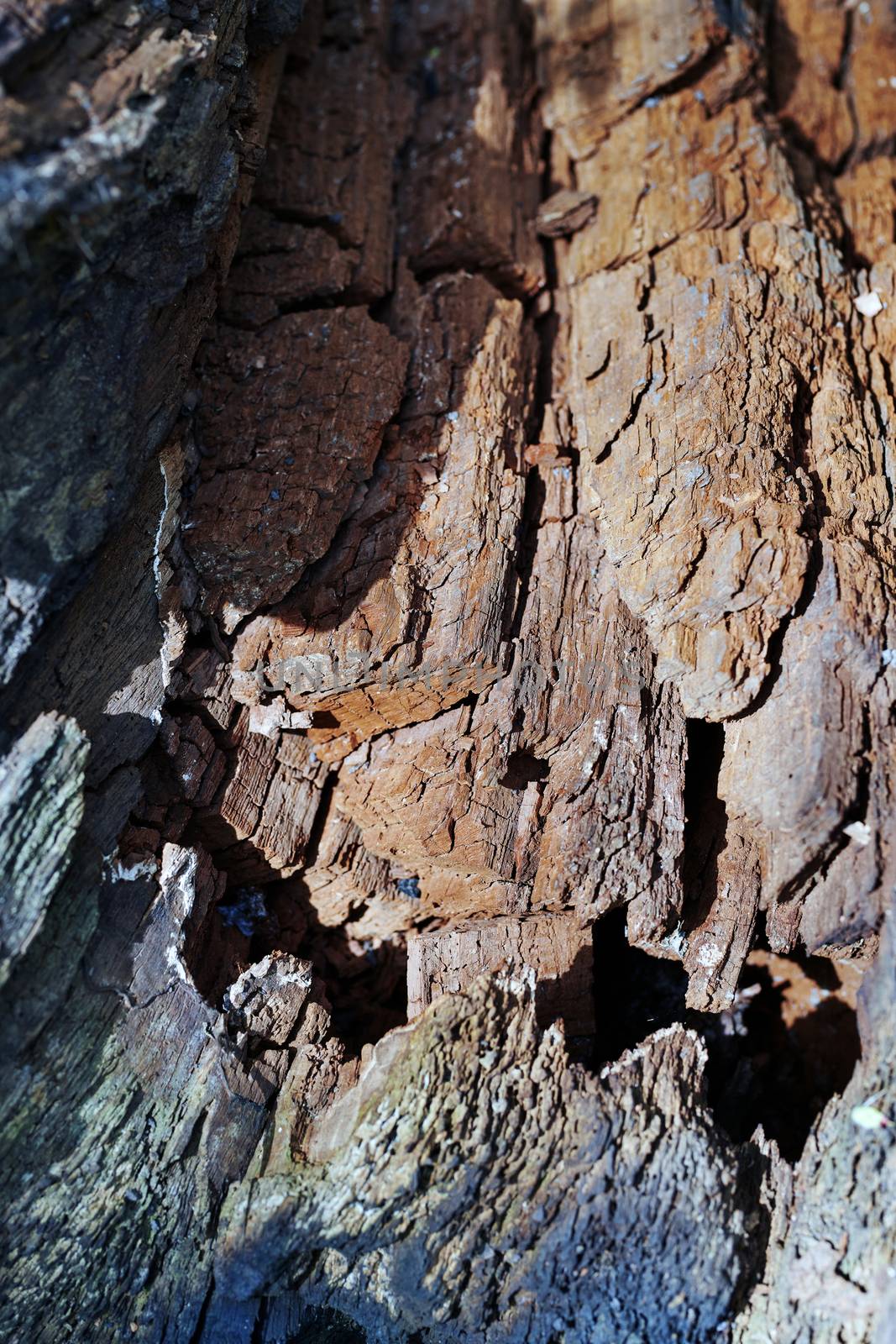 Close-up view on the bark of the old tree