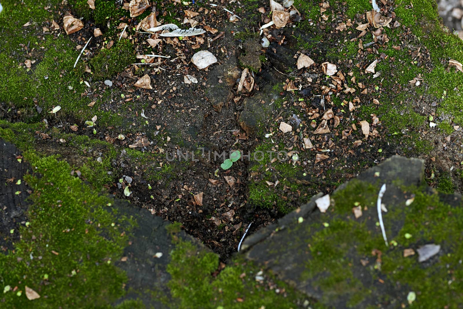 Full frame photo of the stone fleeced with moss and new plant growing