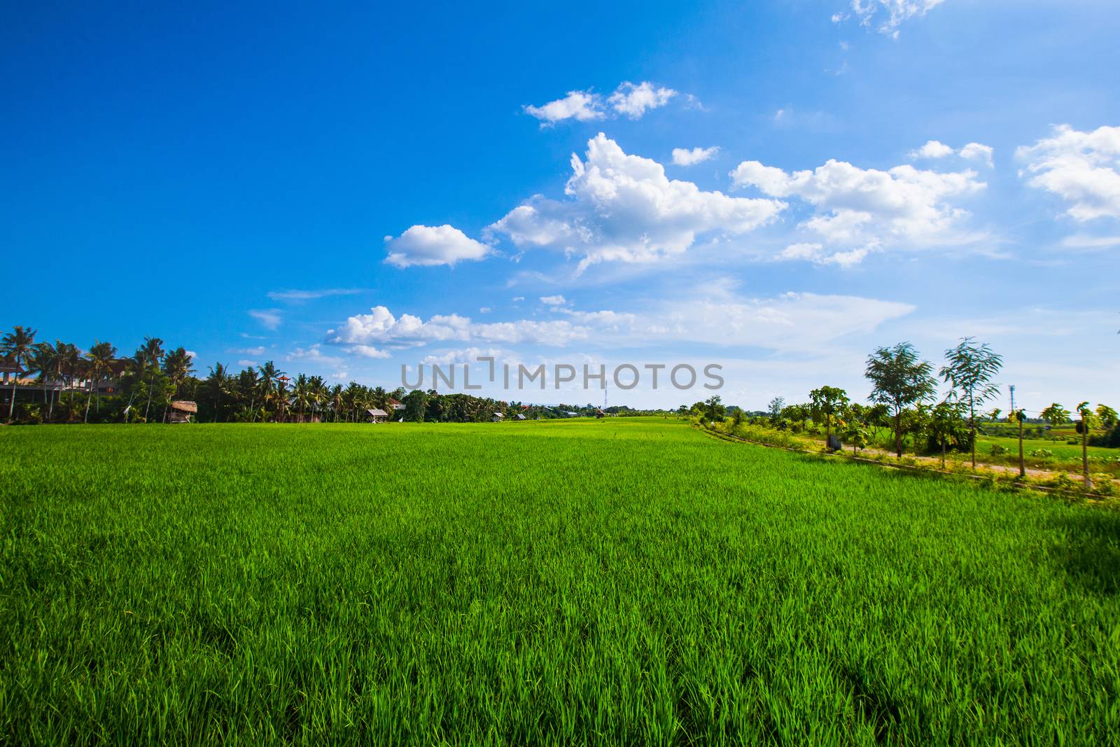 Beautiful landscape with green rice field under blue sky in Thailand