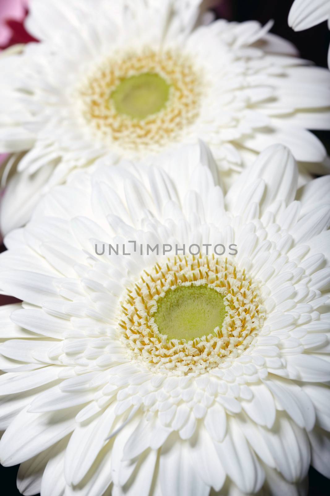 Chrysanthemum. Macro photo of the white flower