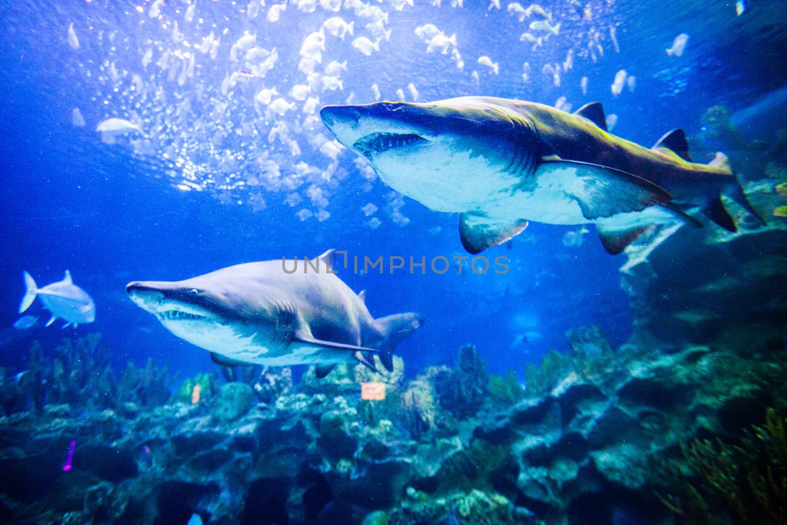 Two sharks underwater view by Yellowj
