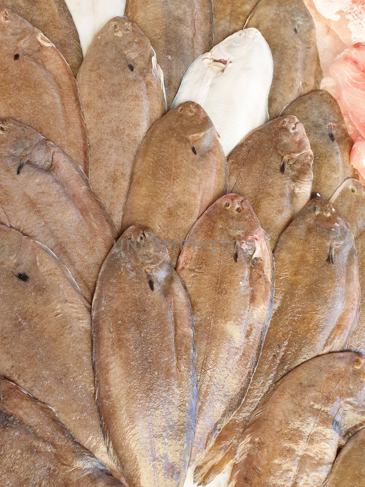 Sogliola fish on ice for sale, Fish local market stall with fresh seafood,view from top.