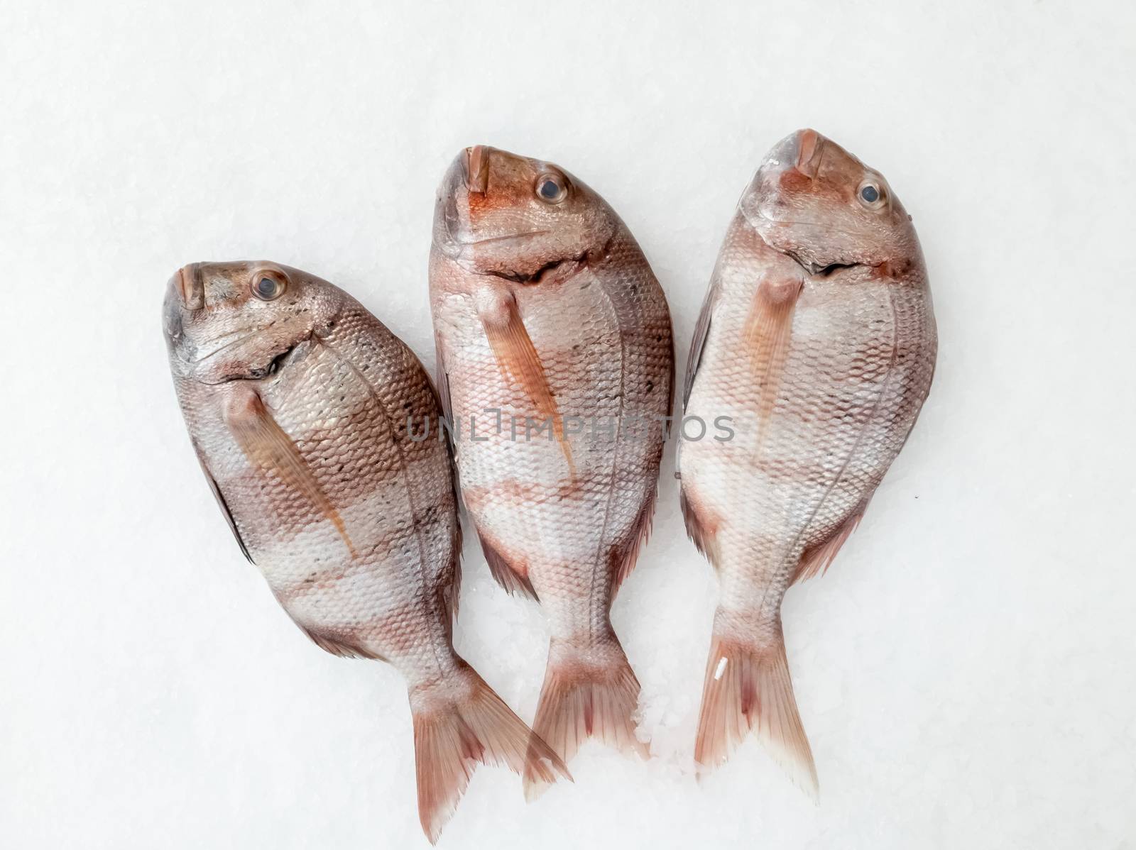 Three snapper sea fish seen from above by Robertobinetti70