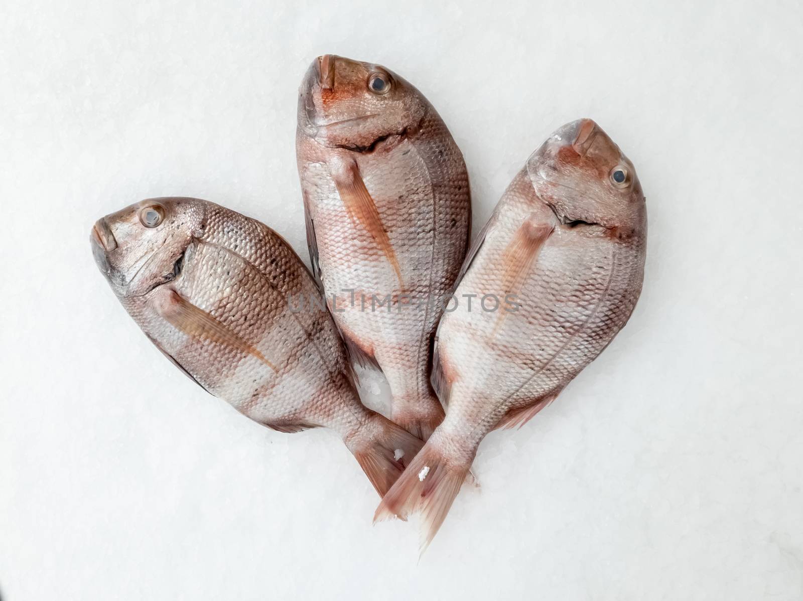 Three snapper sea fish resting on the ice, view from above.