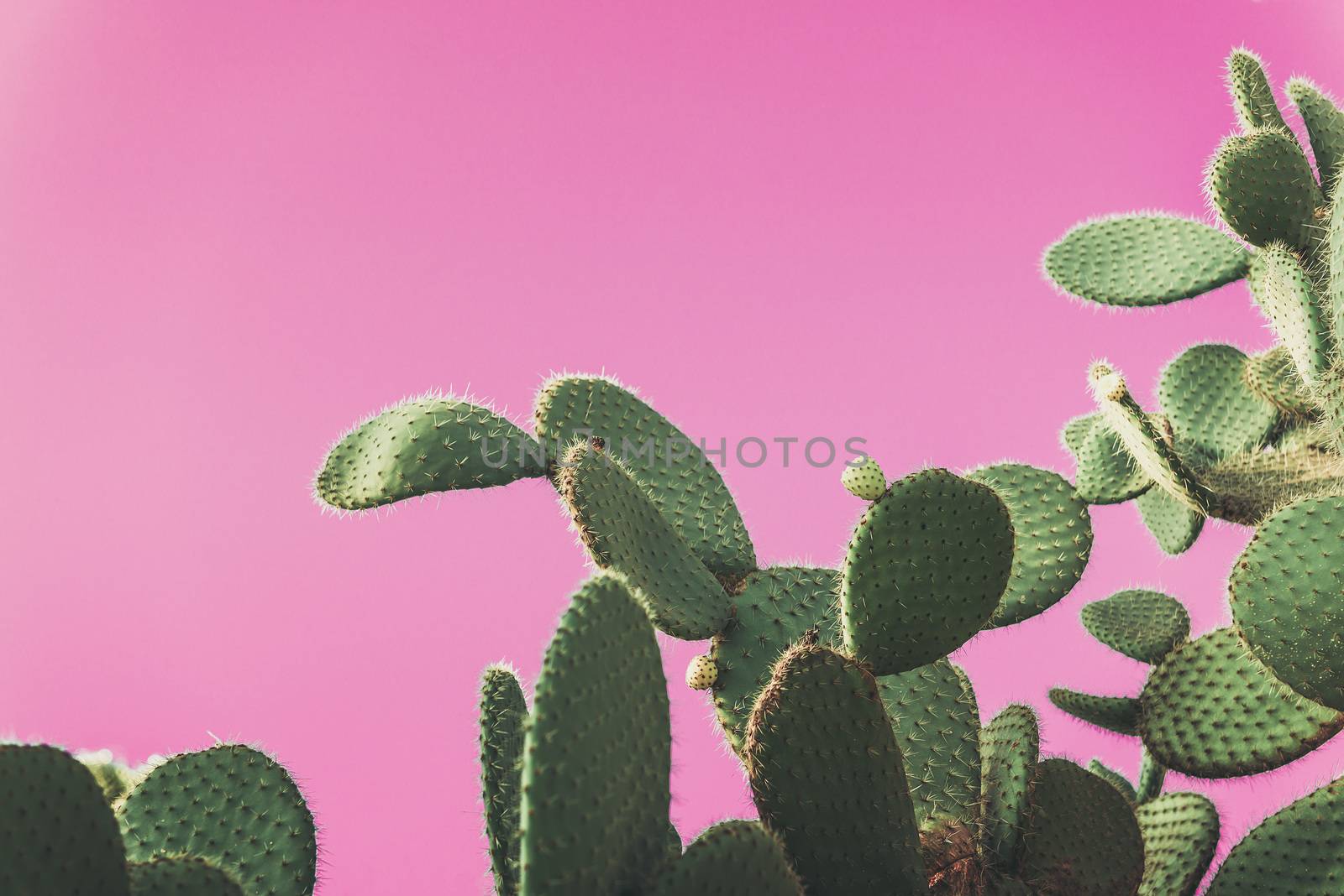 green Prickly Pear Cactus on pink background, creative pop art style with pastel shades, copy space for text