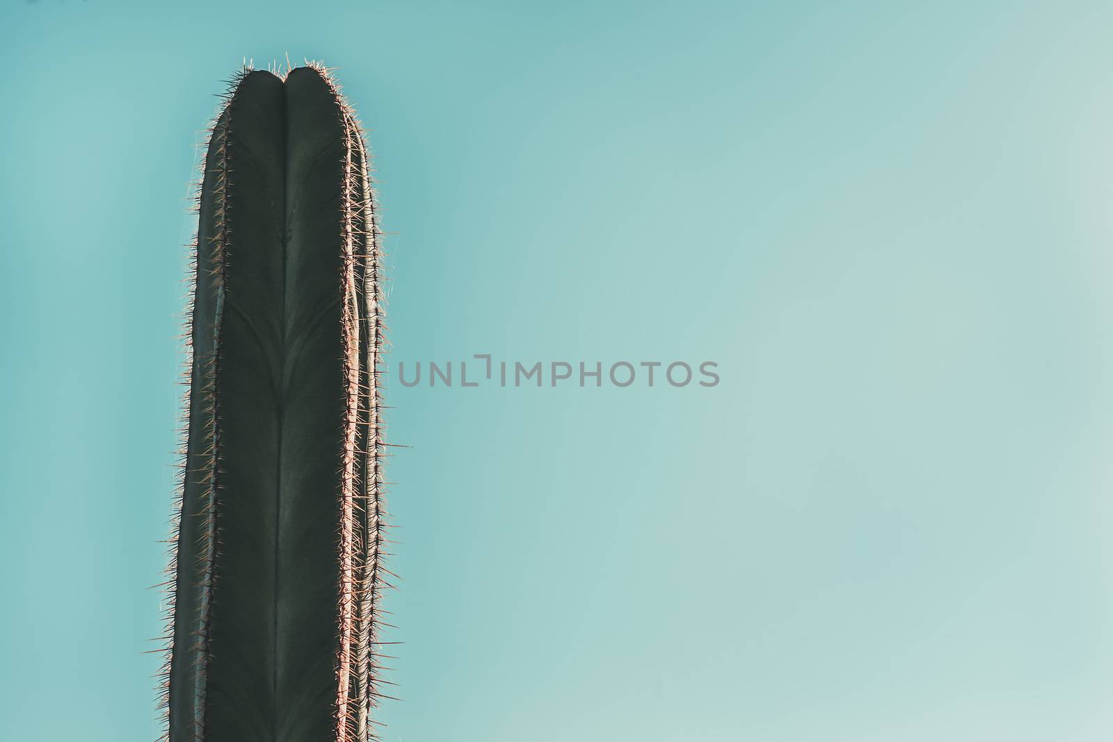 green cactus on turquoise blue sky background, copy space for text