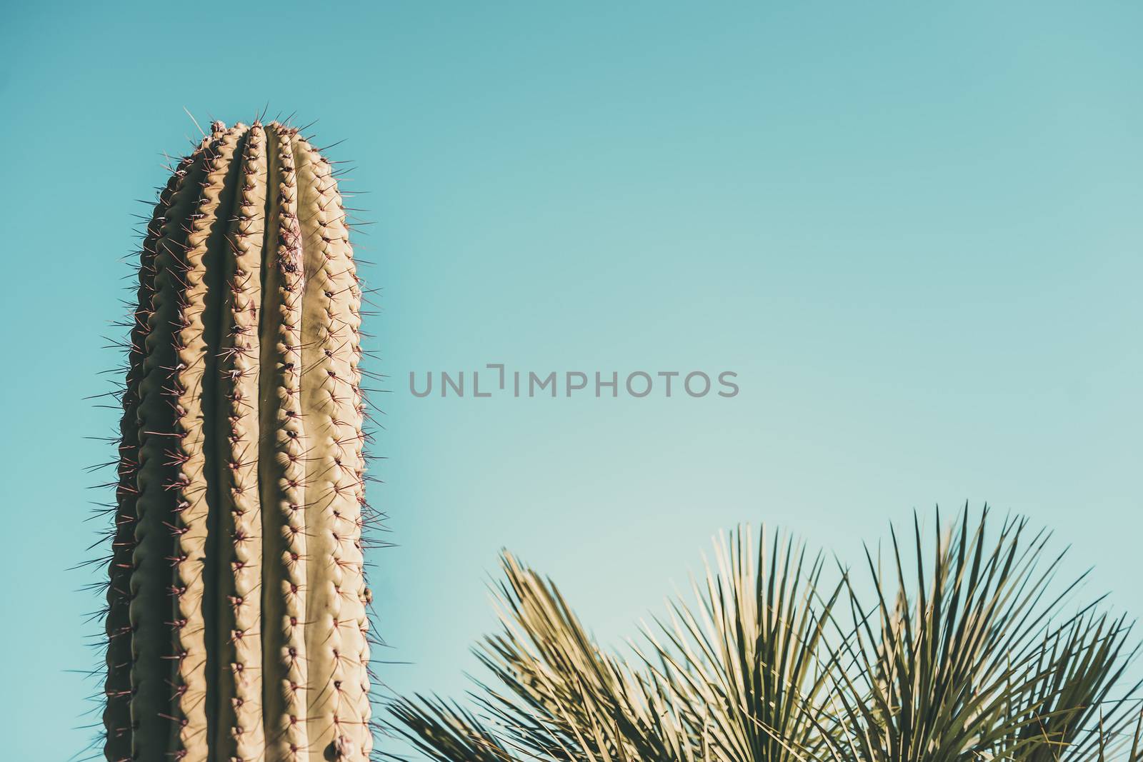 green cactus on turquoise blue sky background, there are also some palm trees out of focus, copy space for text