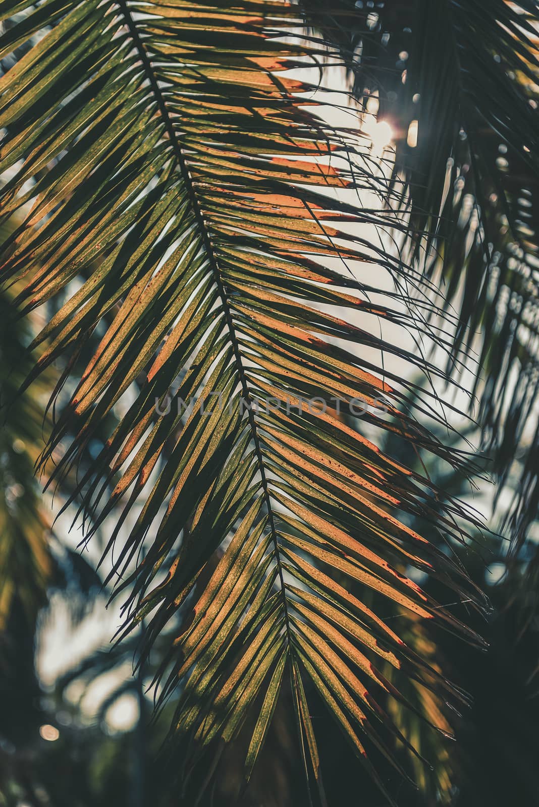 vertical background of dried palm leaves in sunset light