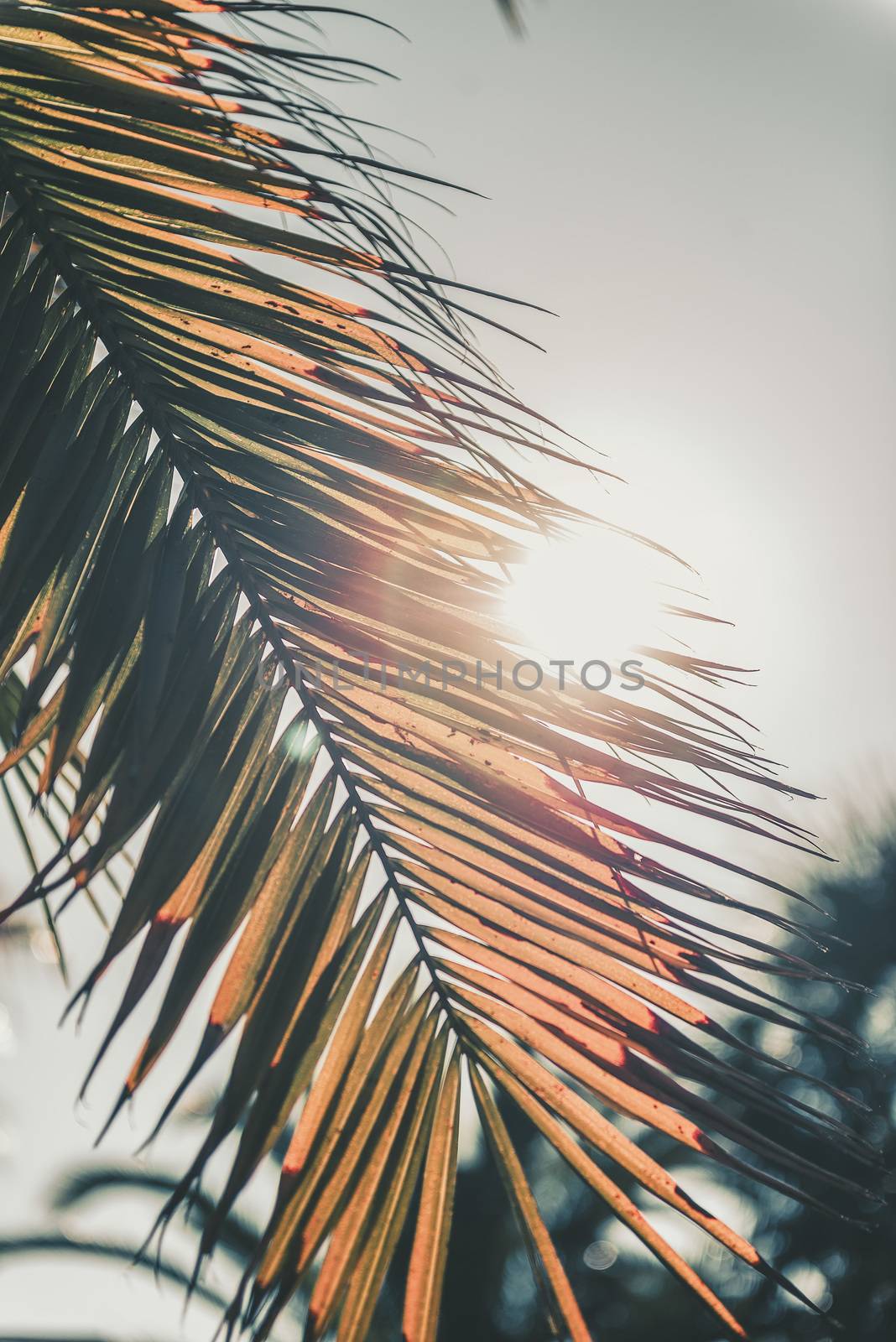 vertical photo of a dry palm leaf covering the sun at sunset, in the background you can see other palm trees out of focus