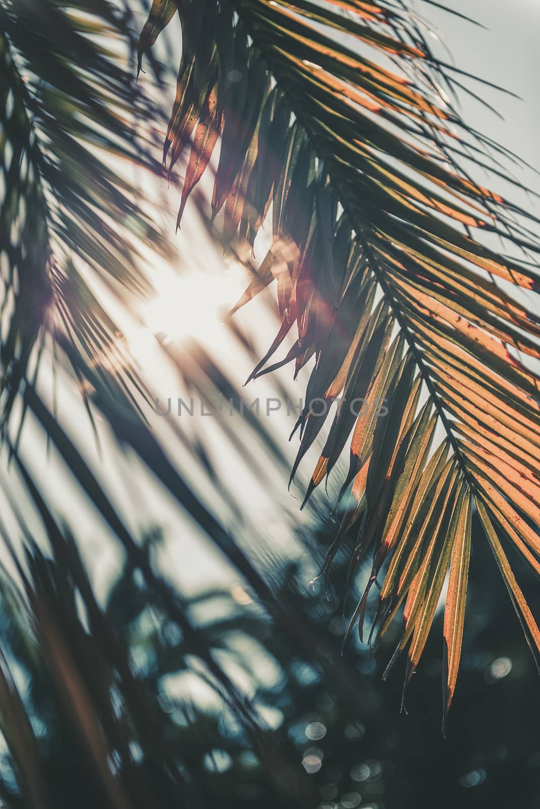 vertical photo of a dry palm leaf covering the sunlight at sunset, in the background you can see other palm trees out of focus