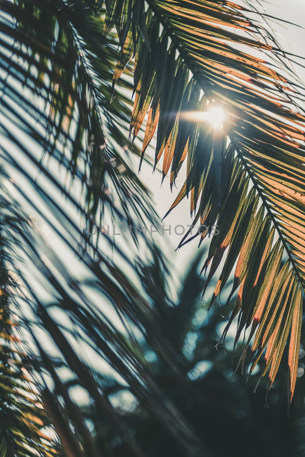 vertical photo of a dry palm leaf covering the light of the sun at sunset, in the background you can see other palm trees out of focus