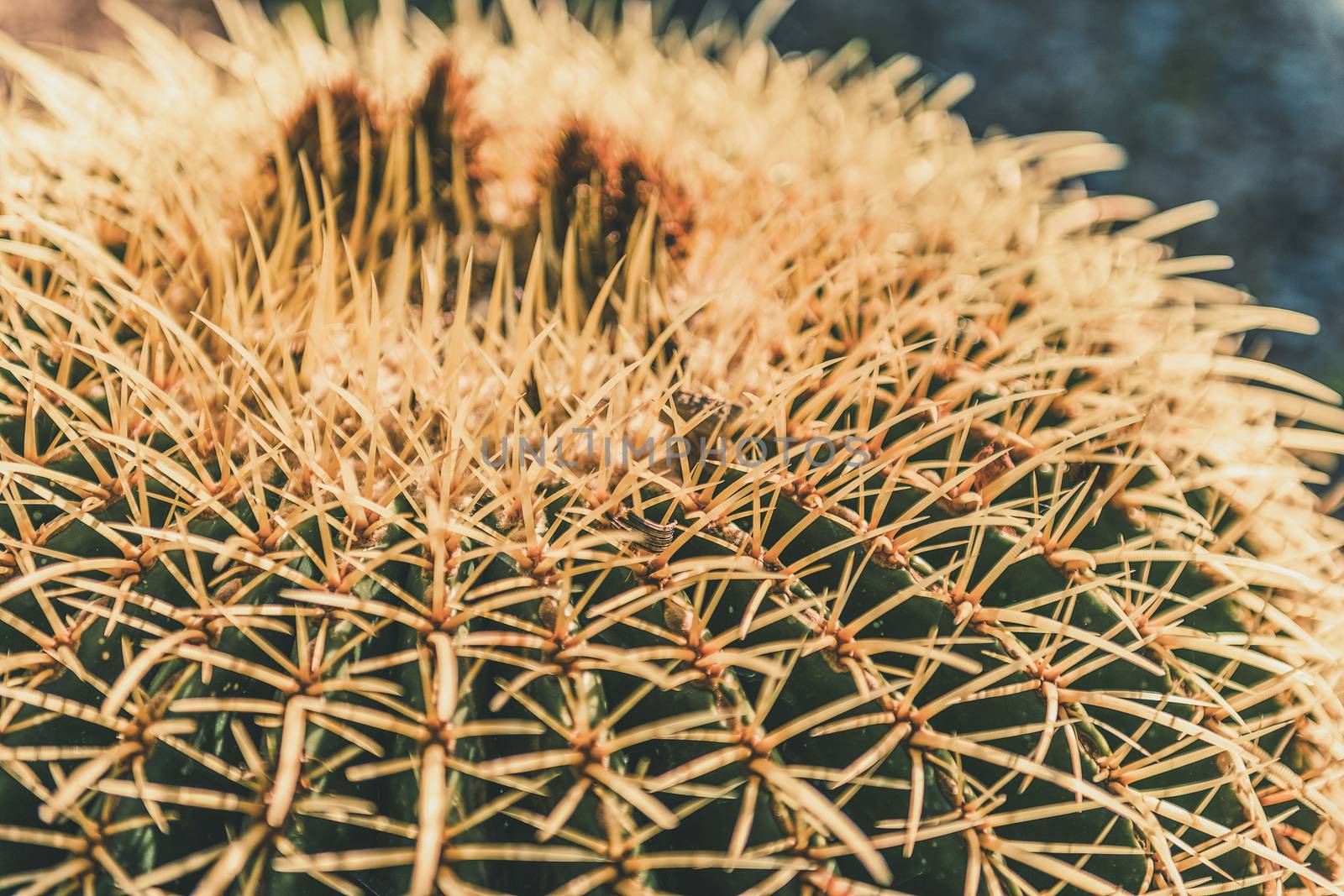 Closeup of a Golden Barrel cactus with spike thorns in a desert garden, Echinocactus Grusonii, copy space for text