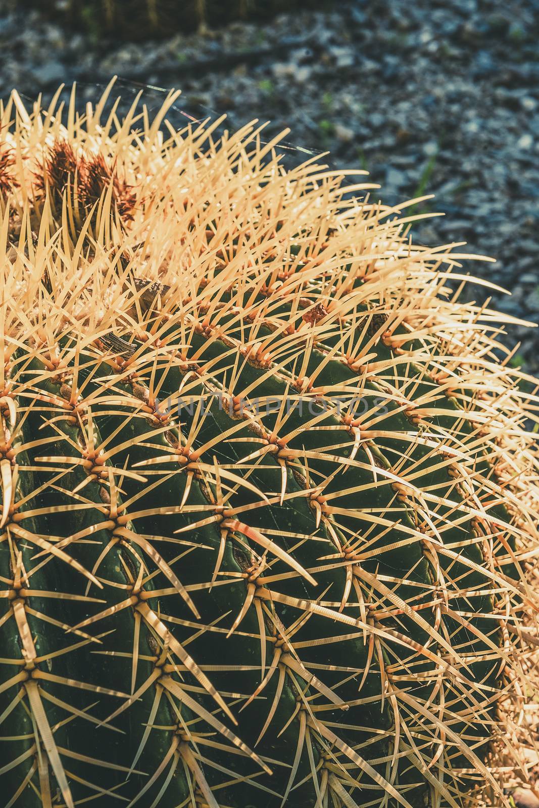 Vertical closeup of one Golden Barrel cactus with spike thorns in a desert garden, Echinocactus Grusonii, copy space for text