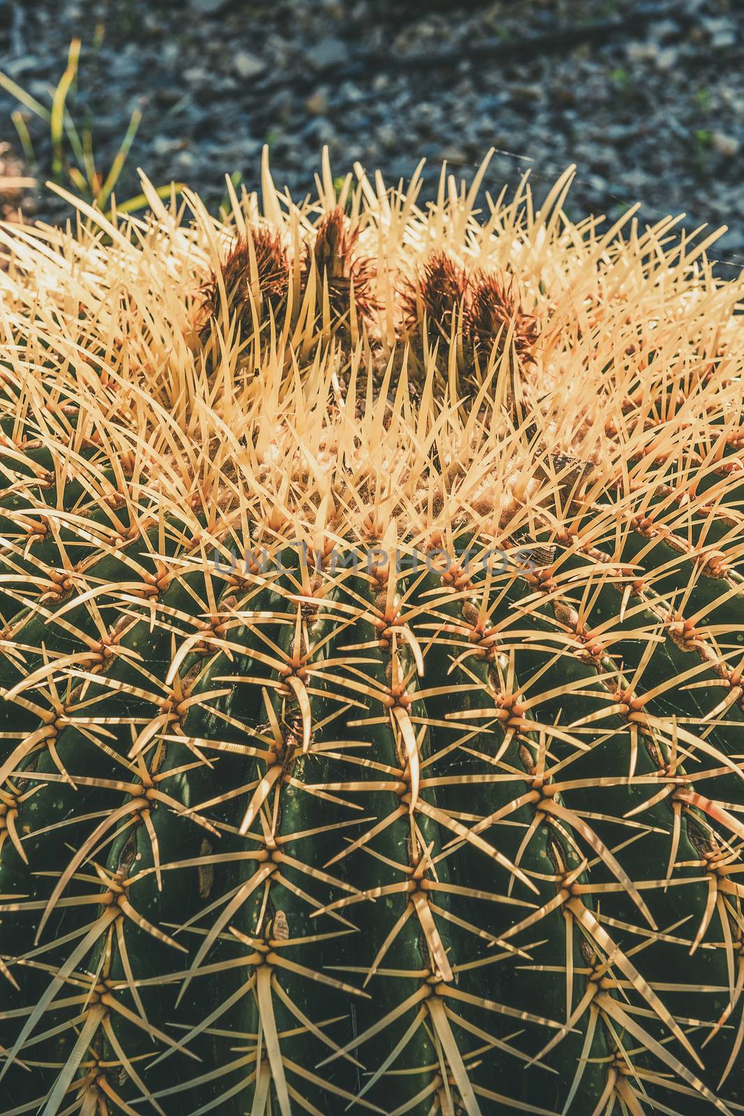 Vertical closeup of a Golden Barrel cactus with spike thorns in a desert garden, Echinocactus Grusonii, copy space for text