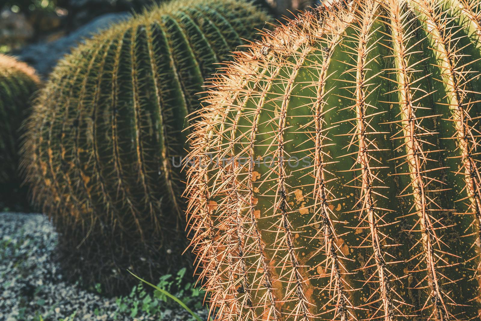 Two round Golden Barrel cactus with spike thorns in a desert garden, Echinocactus Grusonii, copy space for text