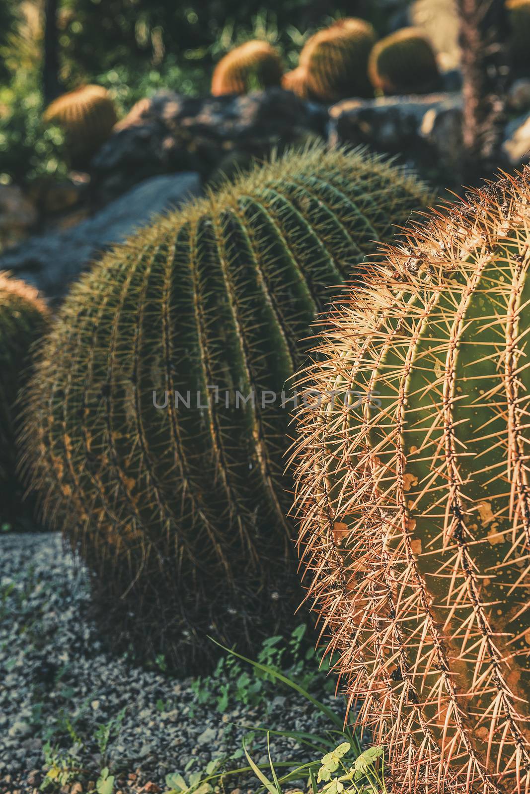 Vertical photo of Round Golden Barrel cactus with spike thorns in a desert garden, Echinocactus Grusonii, copy space for text