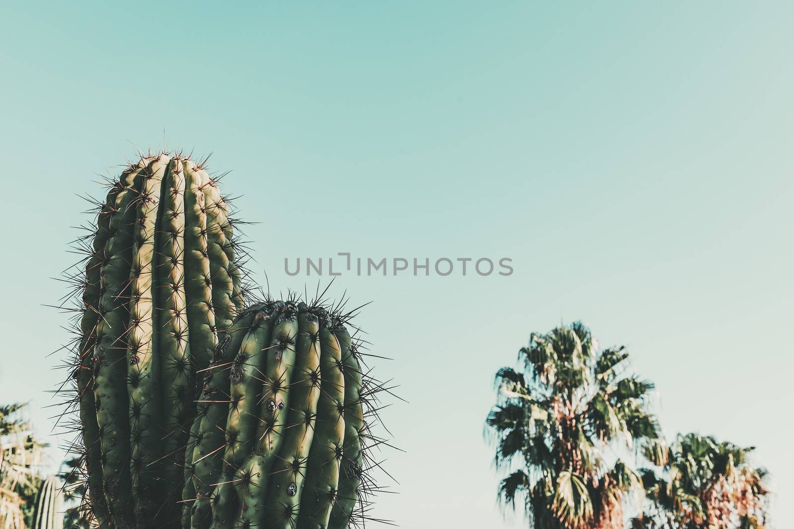 Cactus on blue turquoise sky with some unfocused palm trees at background, minimal creative still life, copy space for text